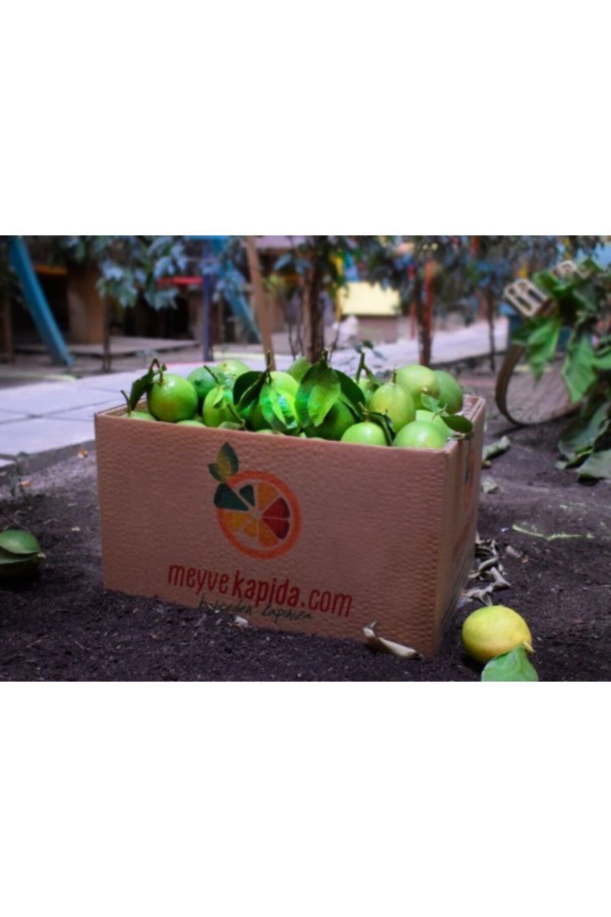 meyvekapida Yeni Hasat Mayer Limon 6 Kg
