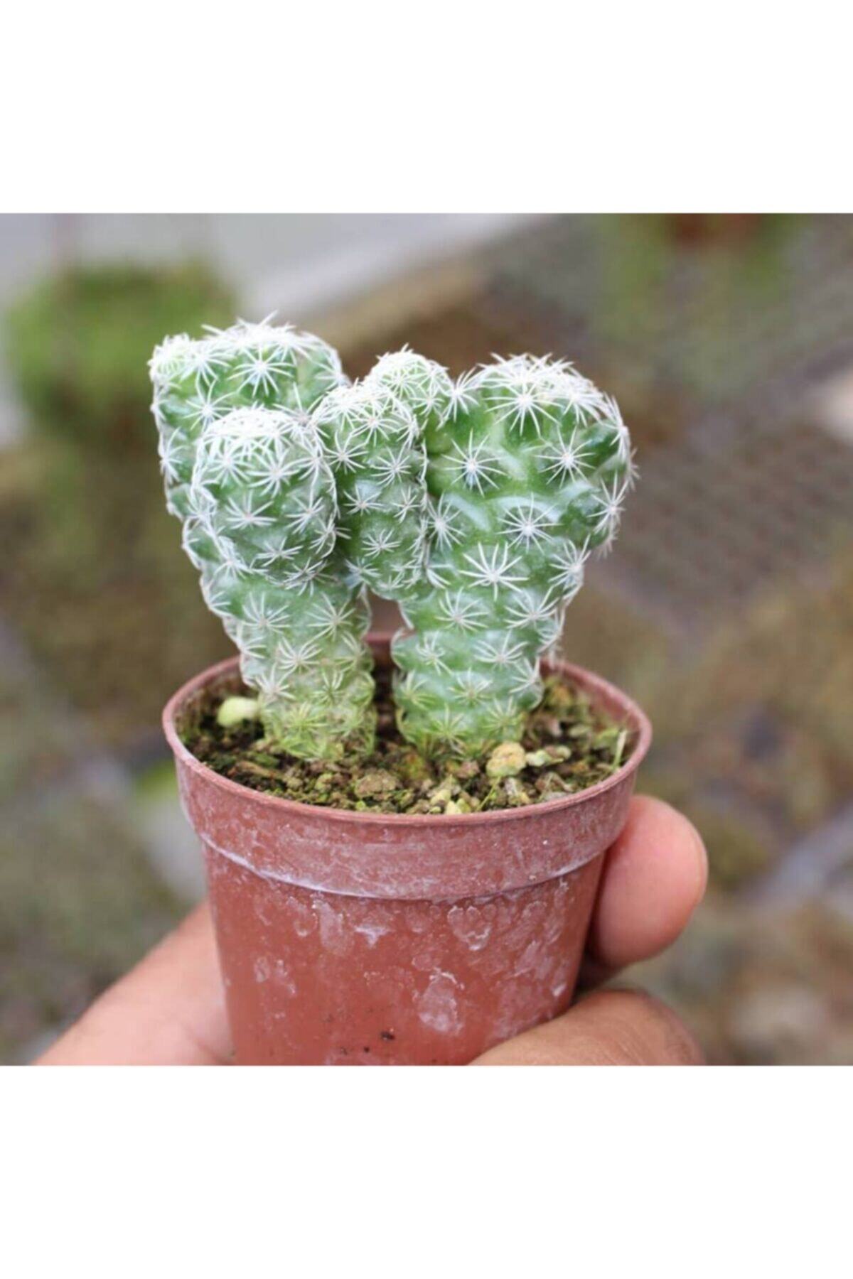 Berke Fidancılık Mammillaria Gracilis Kartopu Kaktüs 5.5 Cm Saksıda