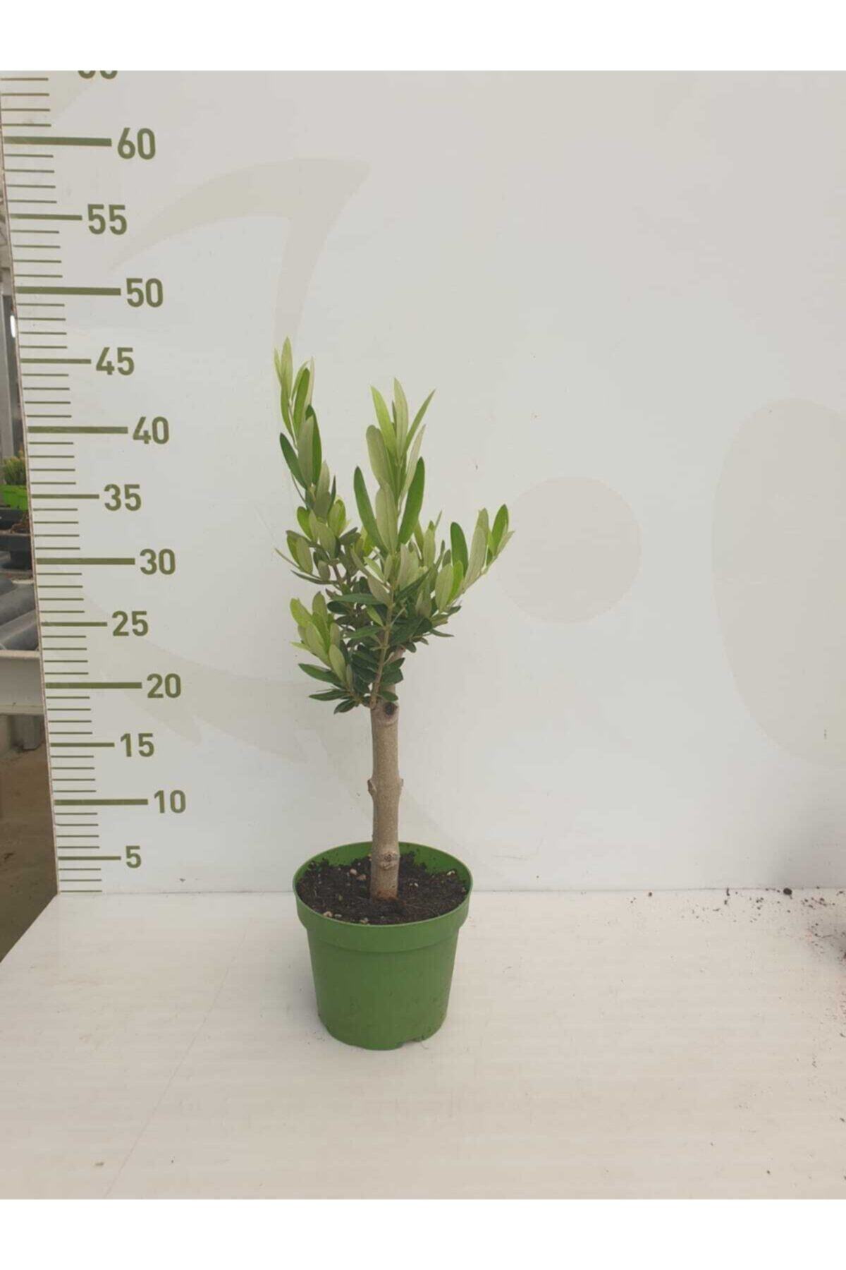salonbitkileri zeytin bonsai bonzai agaci 12cm saksida zeytin agaci fiyati yorumlari trendyol