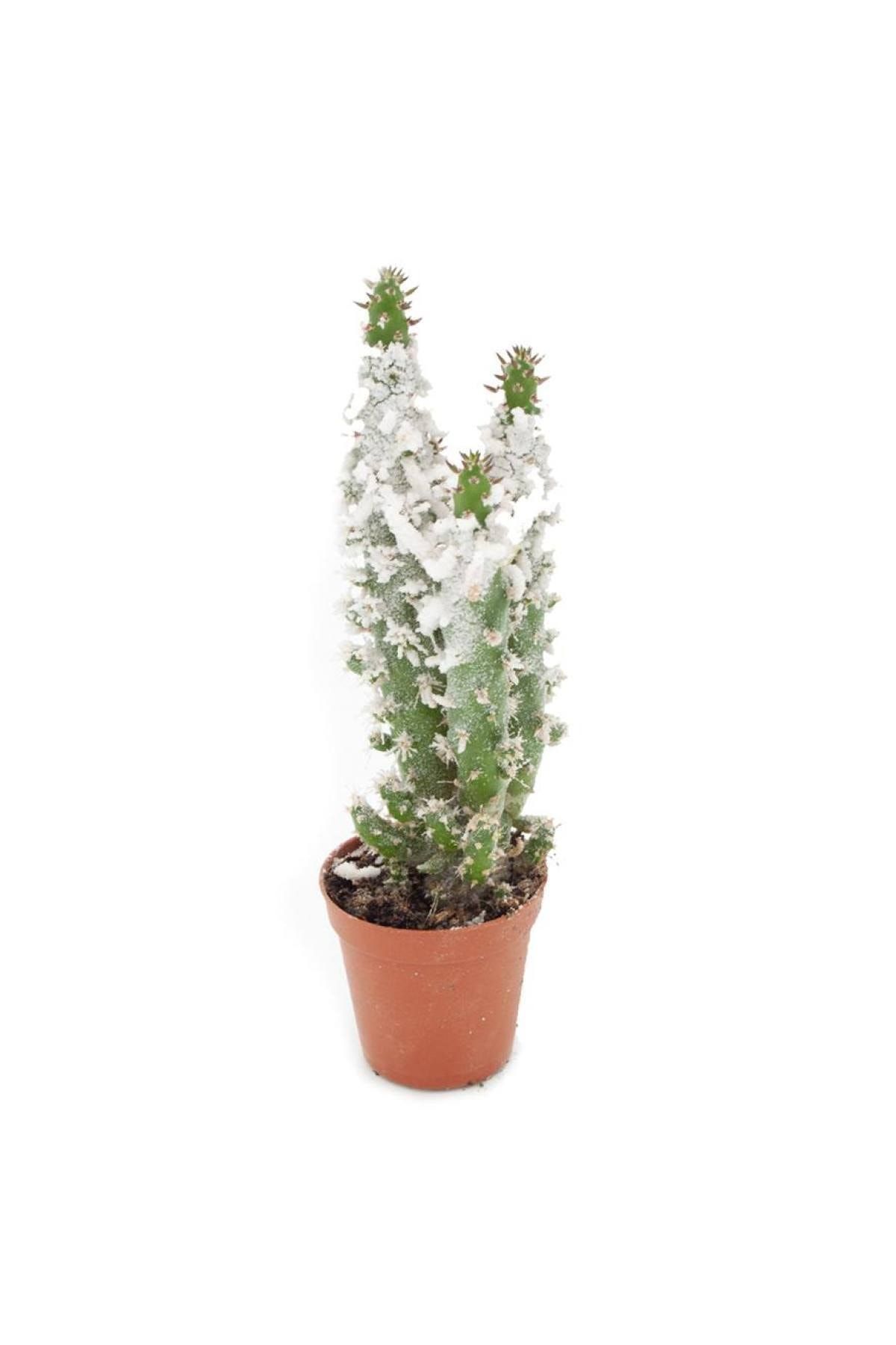 Sff Moda Ithal Kaktus Opuntia Subulata Kaynana Dikeni Renkli Ithal 5 5cm O Trendyol