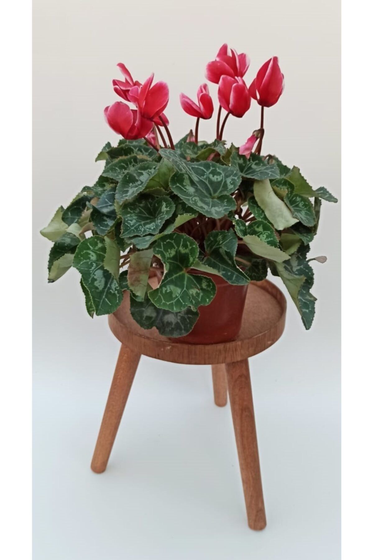 SERVET GARDEN Siklamen Çiçeği