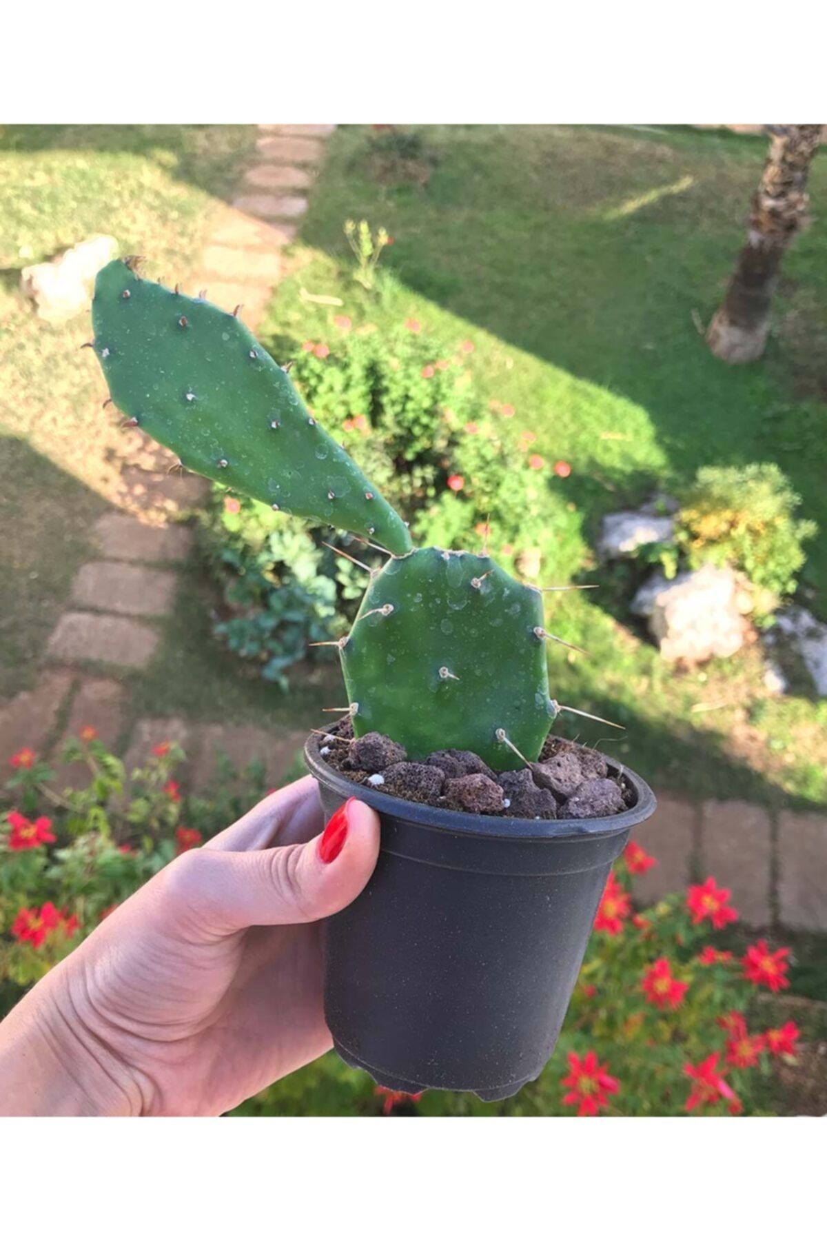 Sukulent Çeşitleri Brasiliopuntia Brasiliensis - Büyük Boy Kaktüs