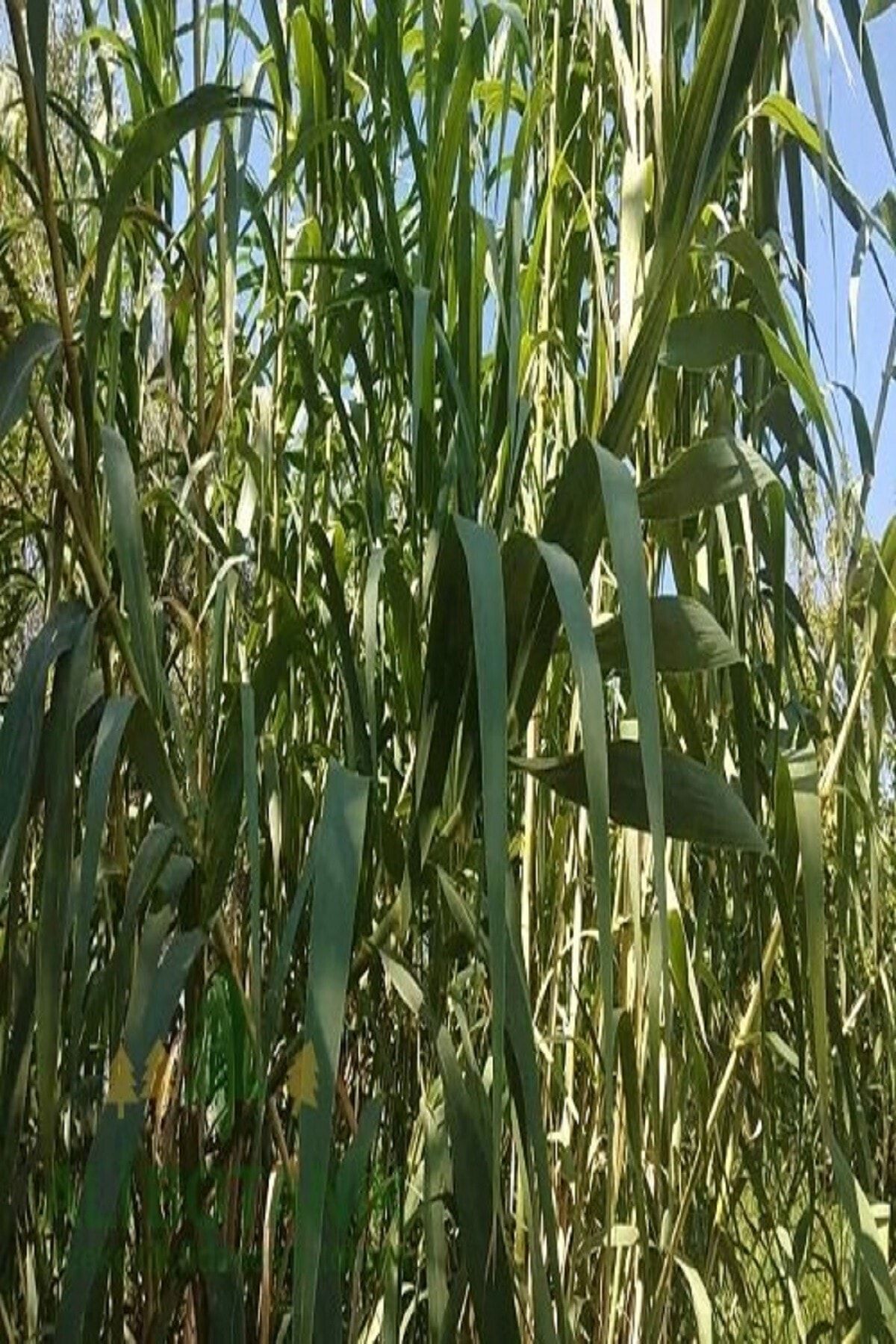 ALİBOTANİK Kargı Kamışı Arundo Donax 5 Adet 150 cm
