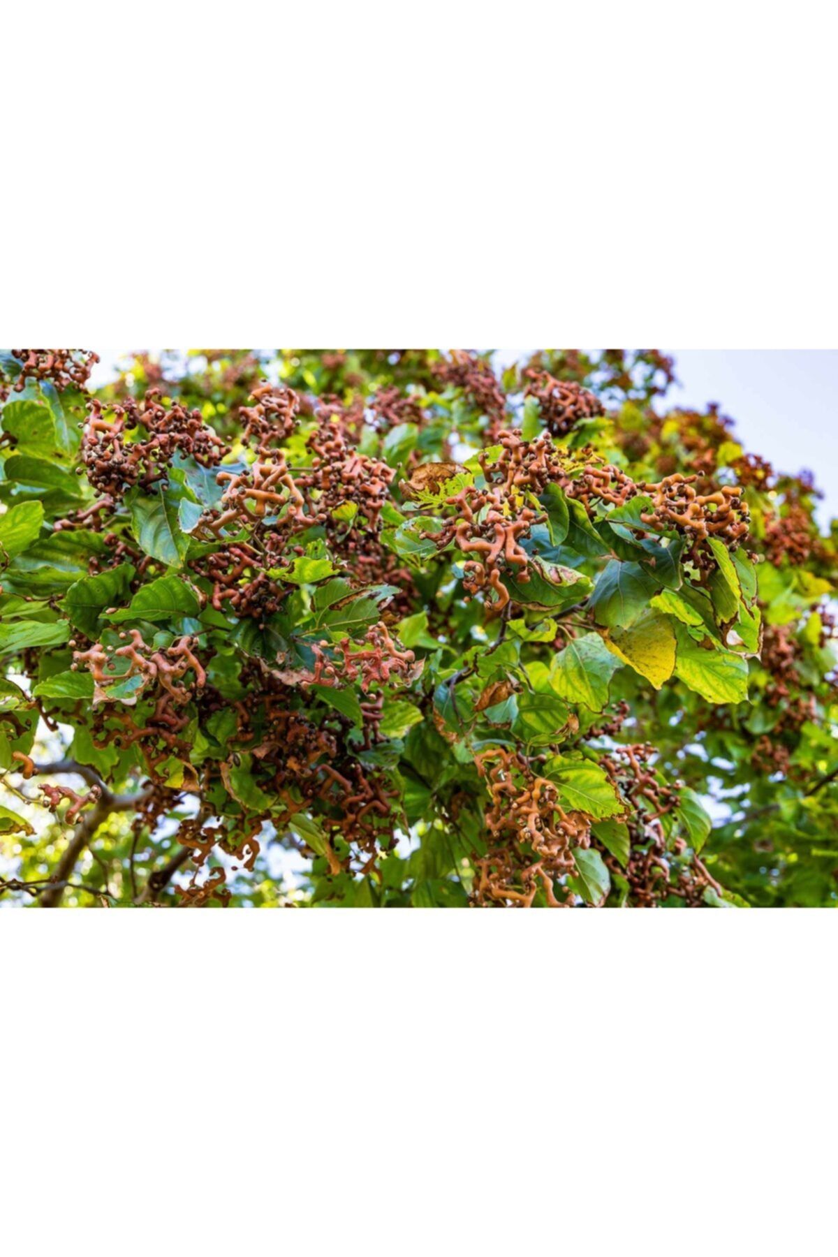 fidanistanbul Hovenia Dulcis Japon Kuru Üzüm Ağacı, 60-80 Cm, Saksıda