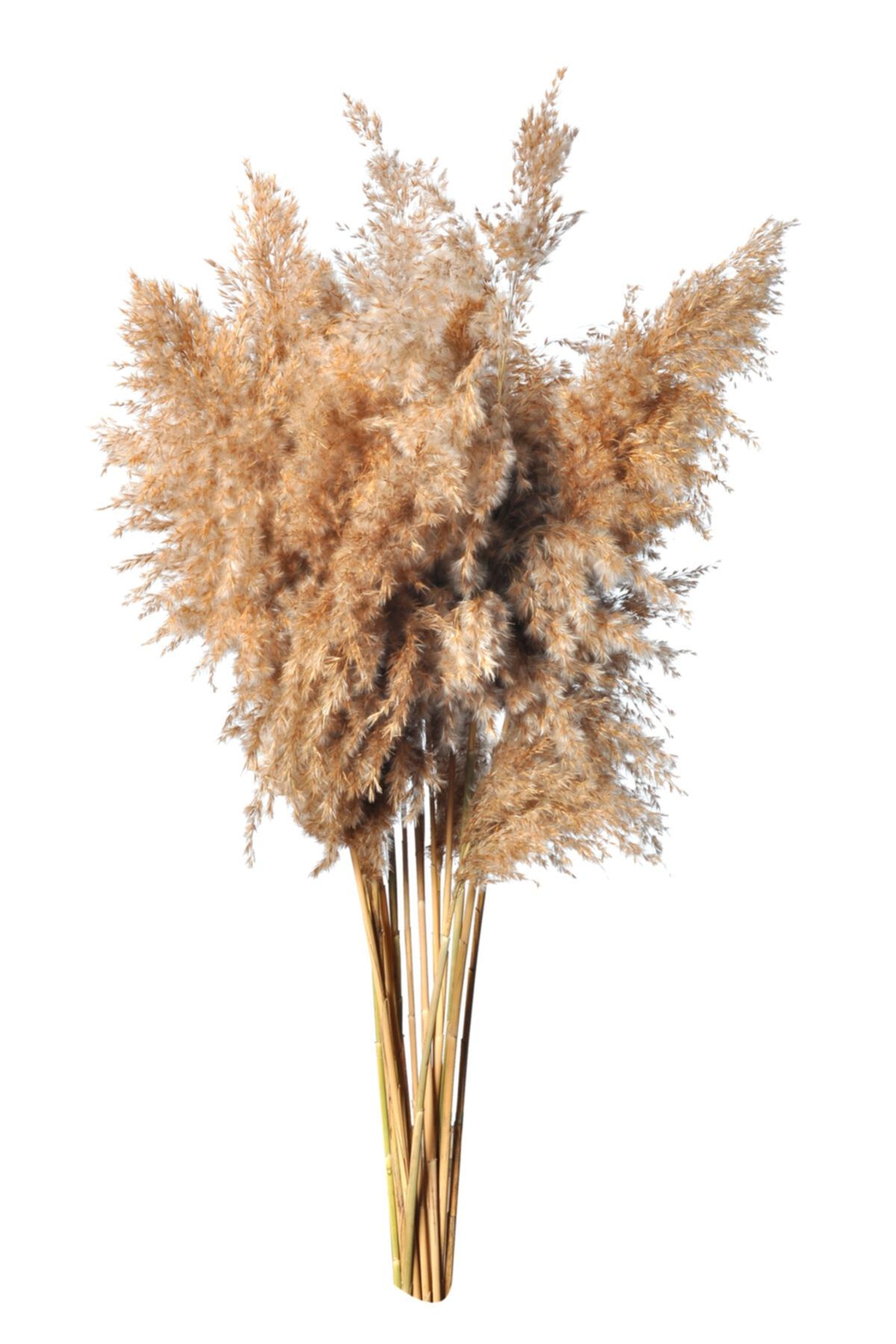 RASONİ Gerçek Kuru Çiçek Natural Pampas 10 Adet
