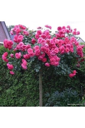 1 Adet Açık Kök Pembe Baston Gül Fidanı 1 Yaşında 20-25cm Image 0