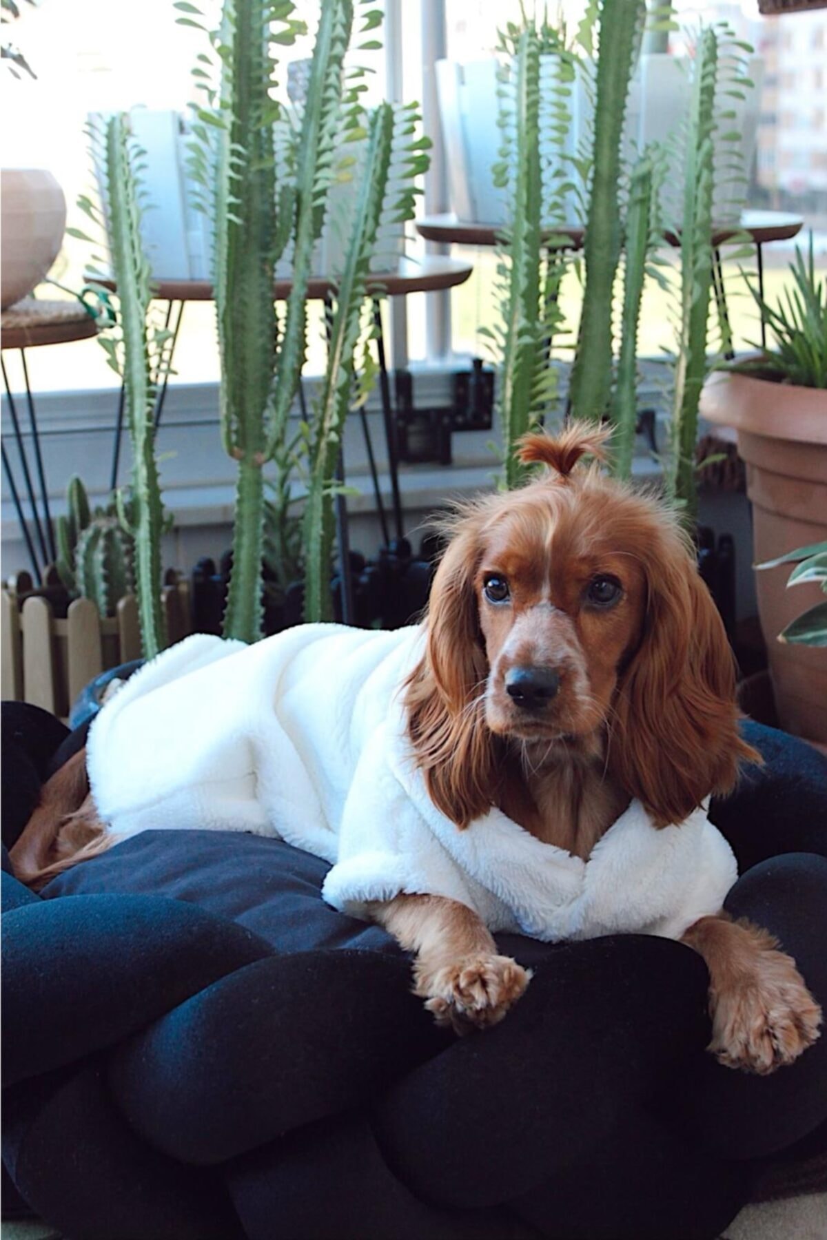 Liber Home Siyah Köpek Kedi Yatağı