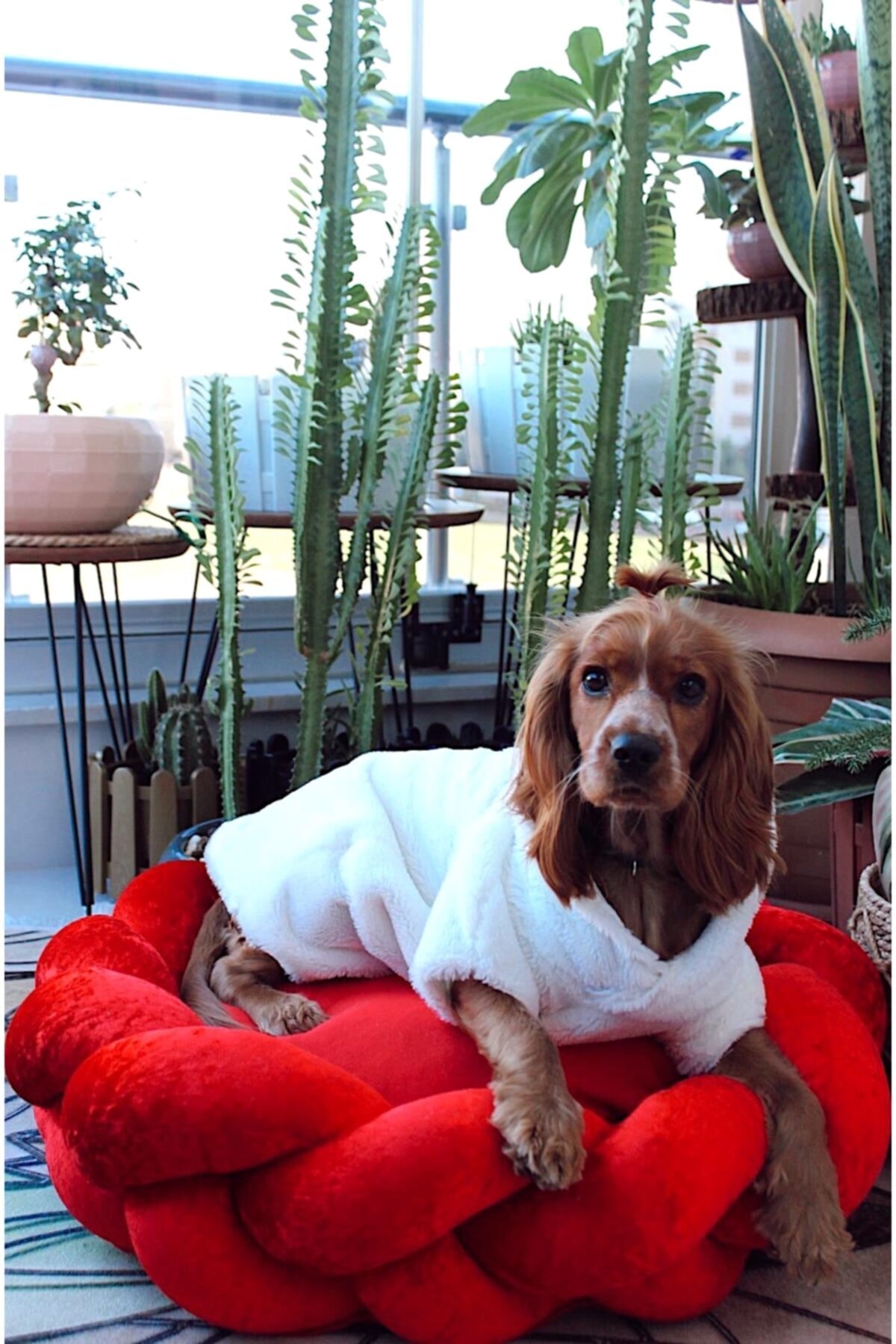 Liber Home Kırmızı Köpek Kedi Yatağı