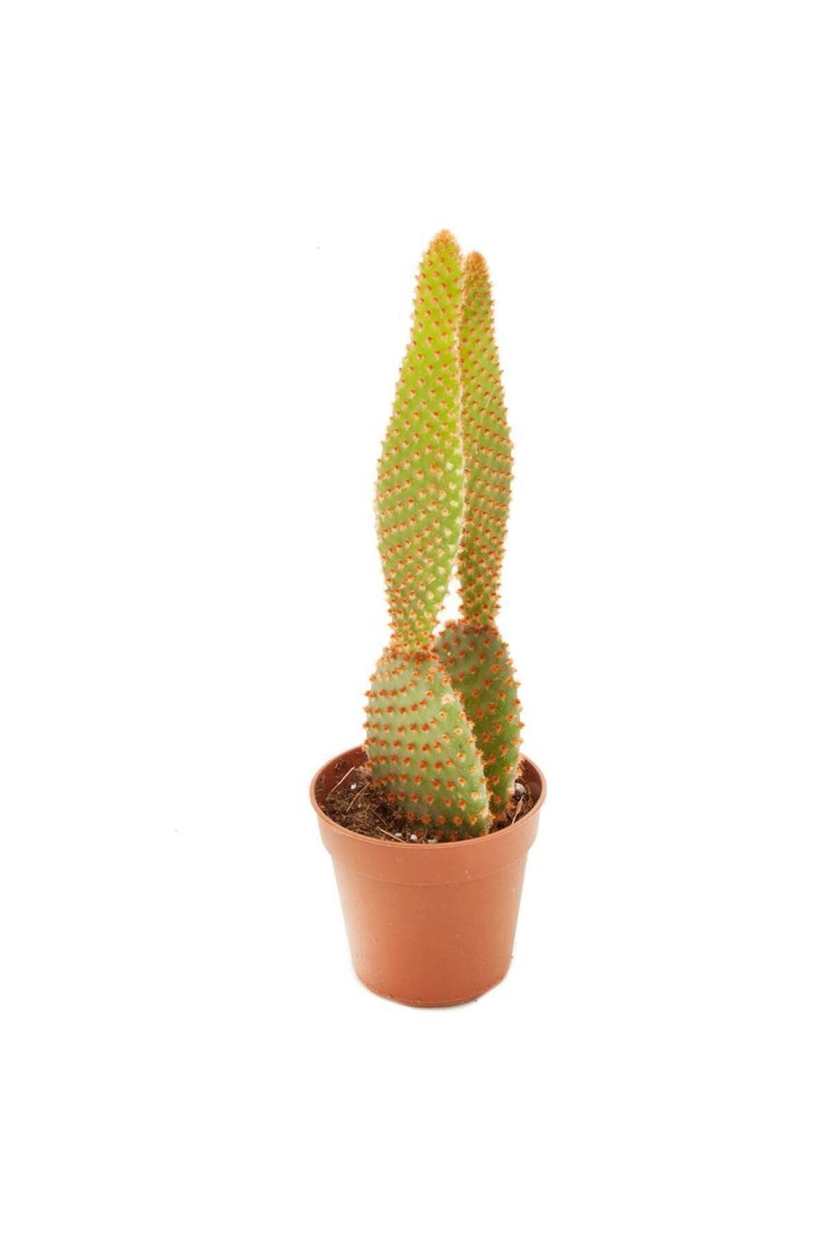 SFF Moda İthal Kaktüs Opuntia Microdasys Rufida Kaynana Dili 5.5cm
