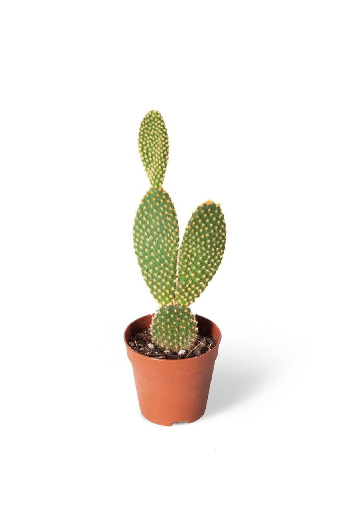 SFF Moda Ithal Kaktüs Opuntia Microdasys Yellow Kaynana Dikeni 5,5cm