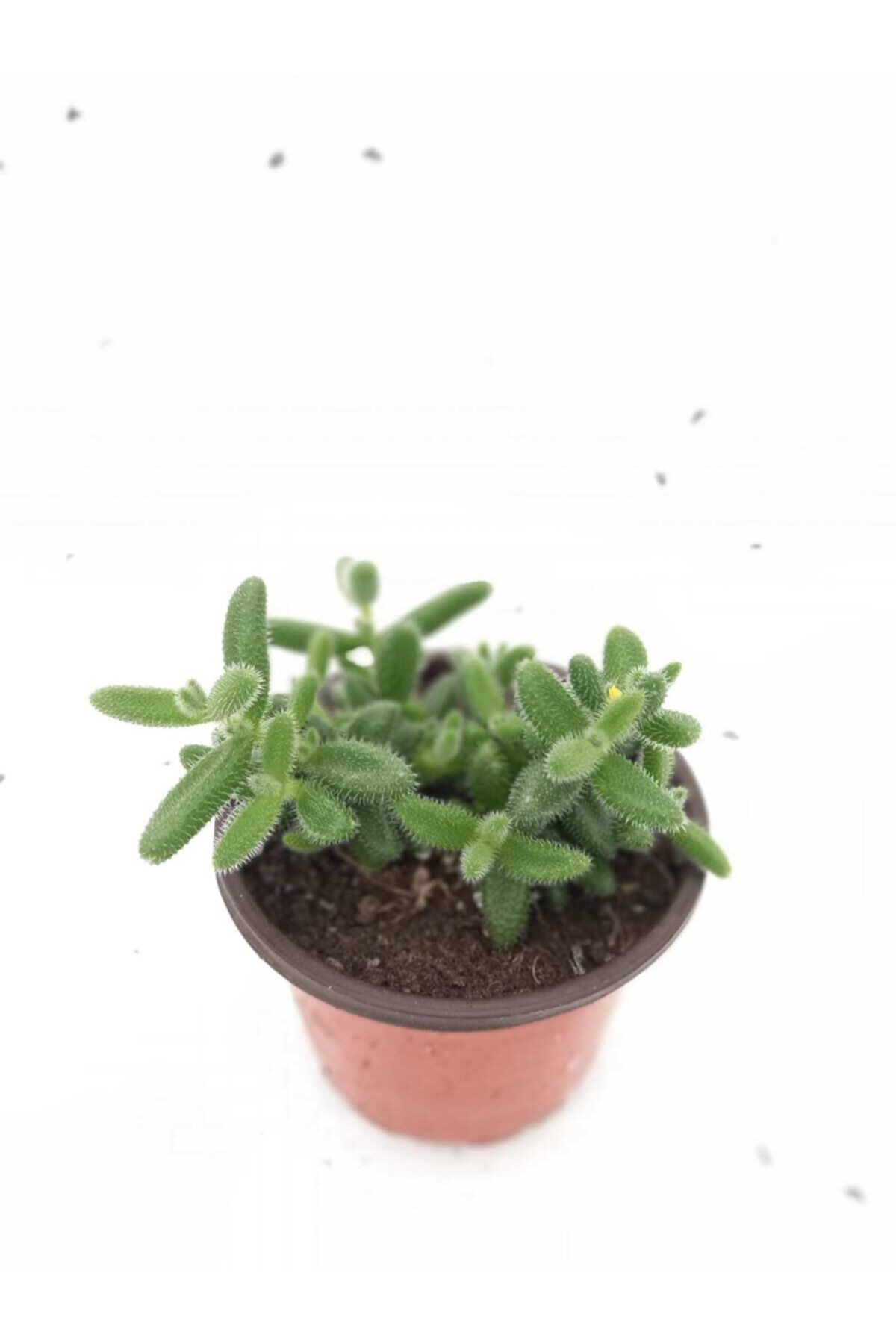 YEŞİLİMARKET Sukulent Delosperma Echinatum 13 cm Saksıda