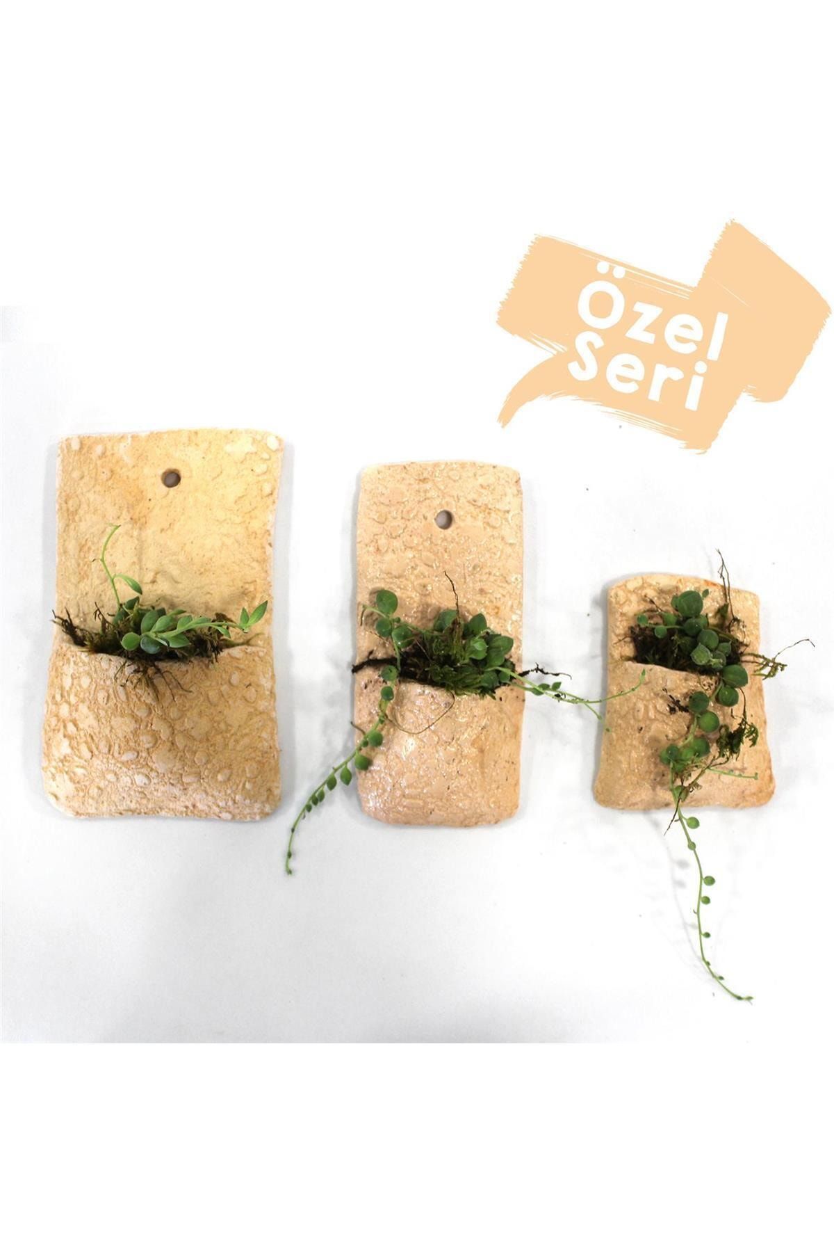 ÇiçekAntalya 3 Lü Tesbih Sukulent Seti Seramik Krem Duvar Dekor