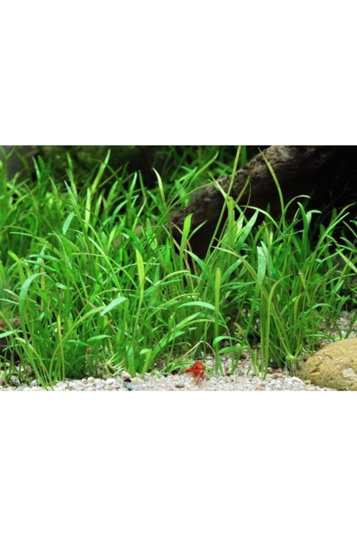 AquaDeep Lilaeopsis Brasiliensis - Akvaryum Canlı Bitki - Saksı