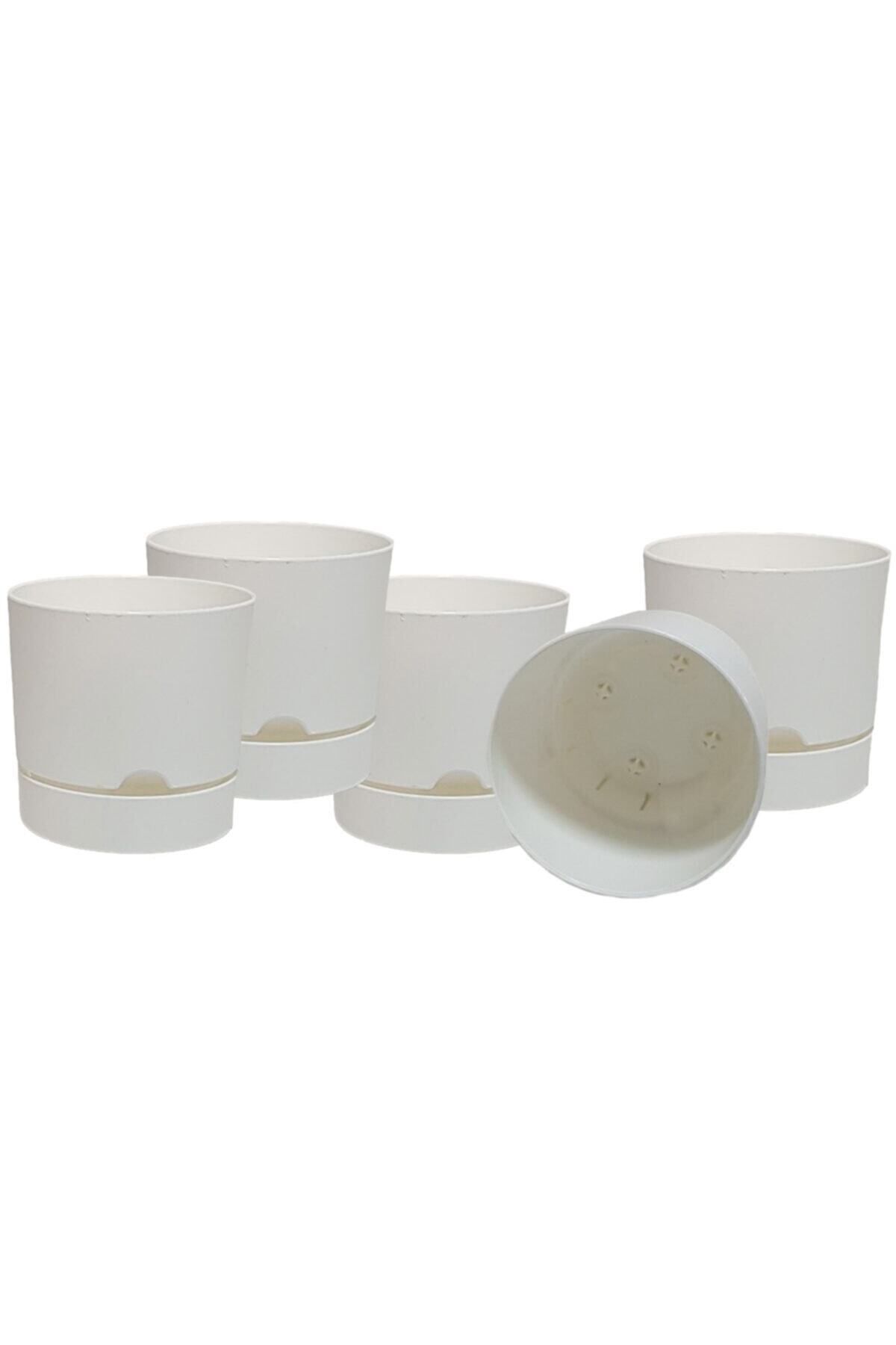 Poliwork Avantajlı Set 5 Adet Begonya 12 Cm Tabaklı Saksı Beyaz 1 Lt