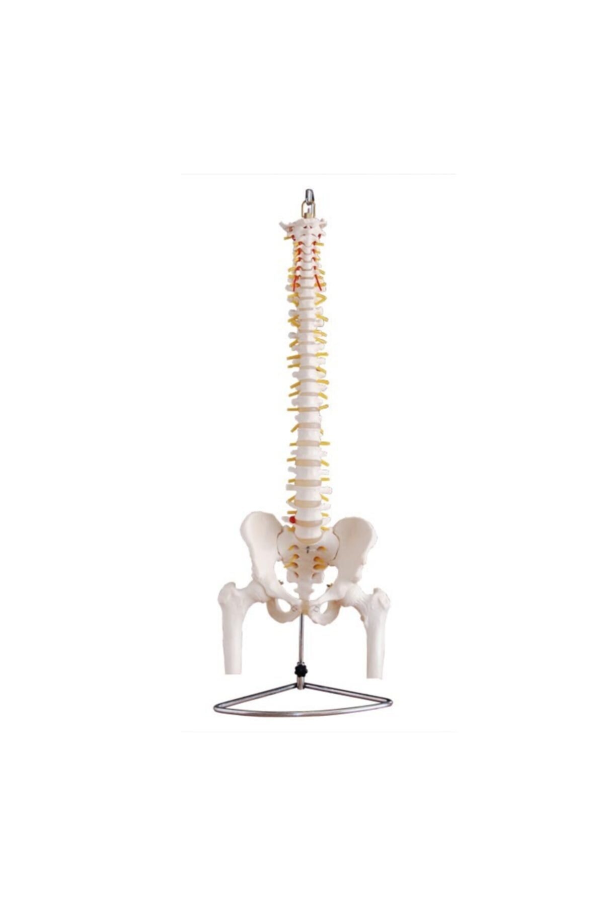 Anatomia Omurga Ve Kalça (pelvisli Ve Femur Başlı Vertebra) Modeli 75 Cm