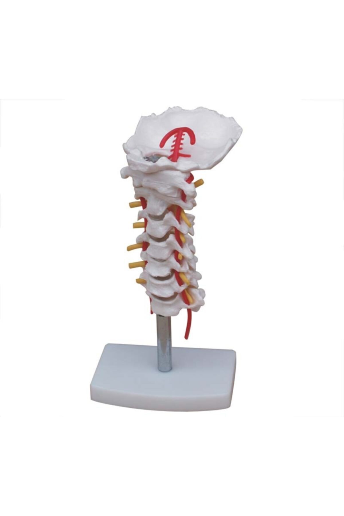 Anatomia Boyun Arter Ile Servikal Vertebral Kolon Modeli