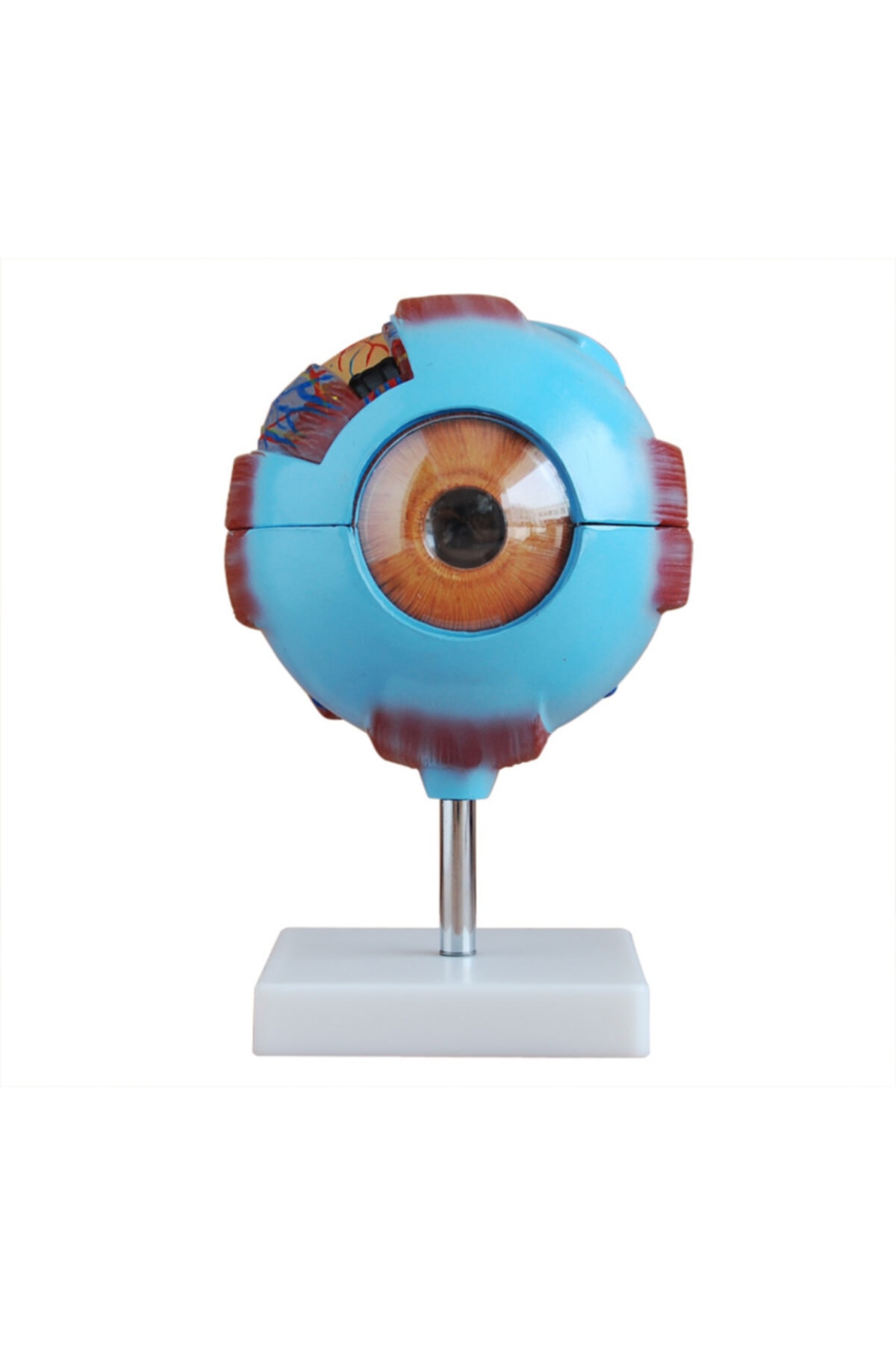 Anatomia Göz Modeli