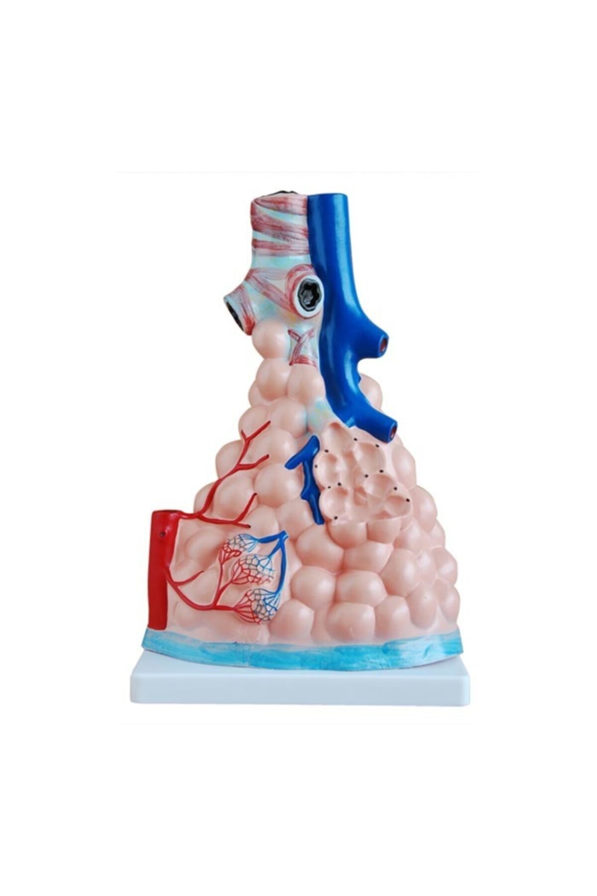 Anatomia Pulmoner Alveoller Modeli