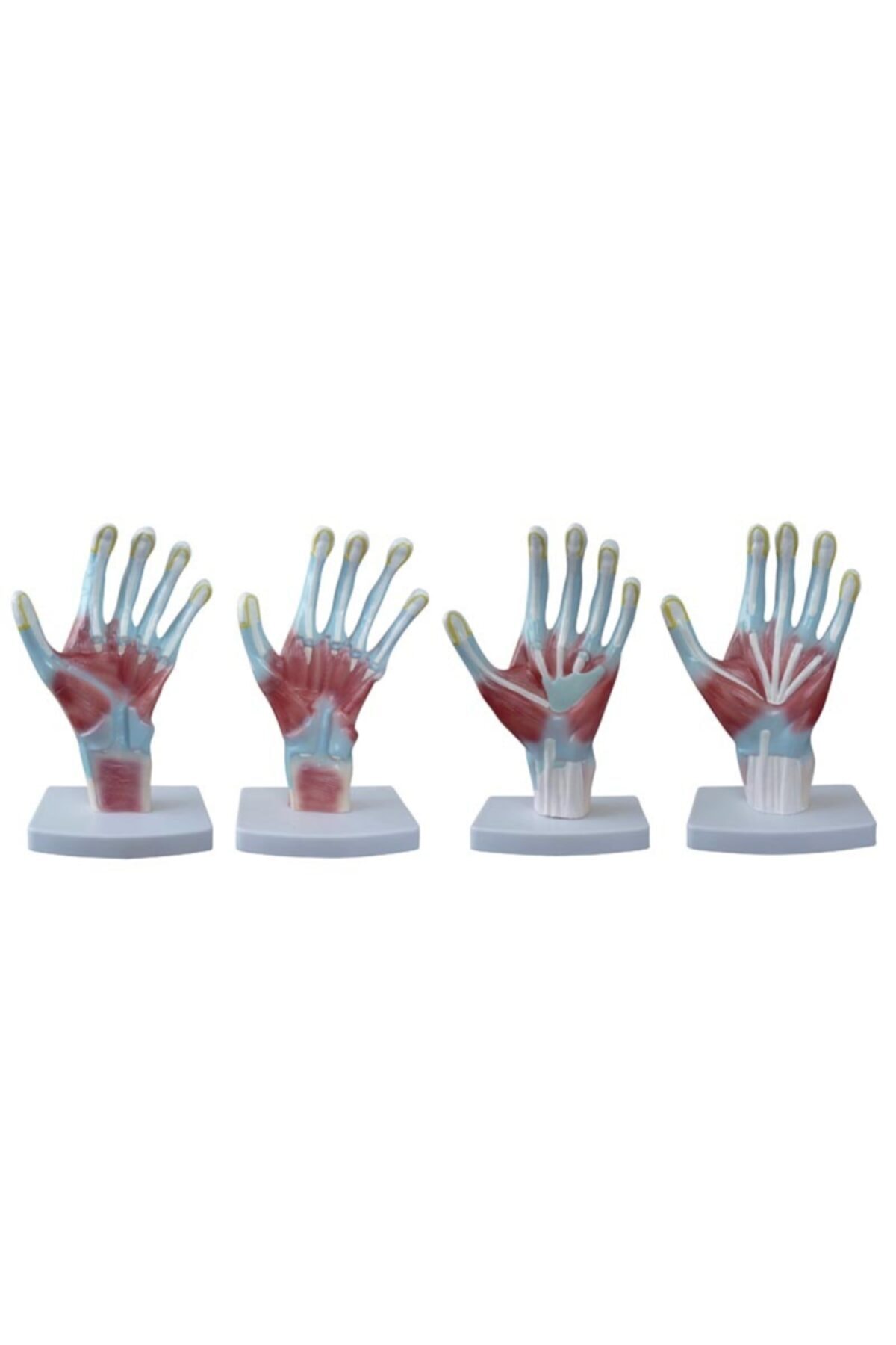 Anatomia Avuç İçi Anatomi Modelleri 4 Parça