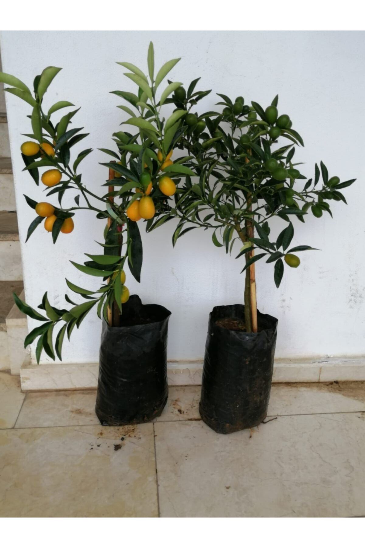Ebruli Tüplü Fidan Kamkat (süs Portakal) Portakal Fidanı