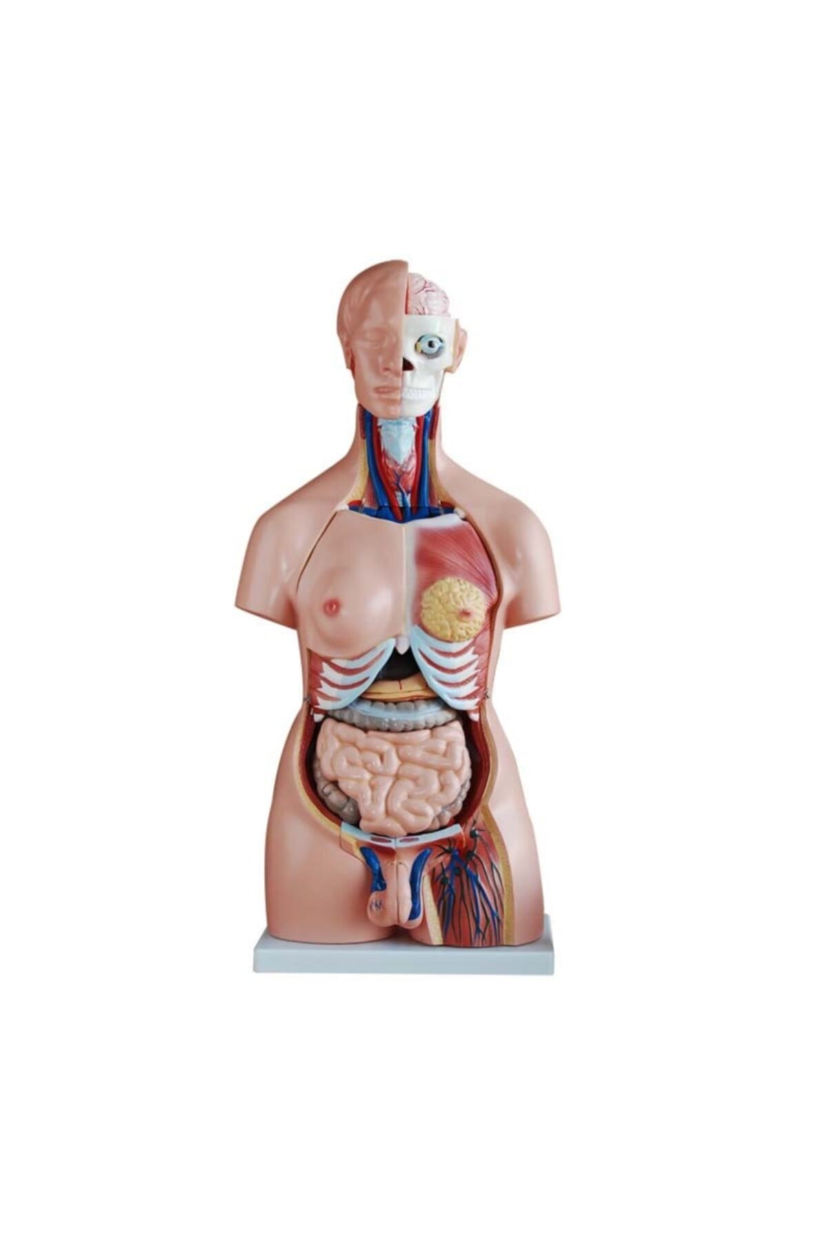 Anatomia Unisex (erkek-kadın) Torso Modeli 85 cm 40 Parça