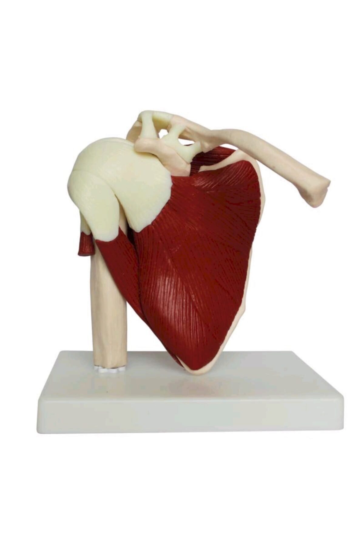 Anatomia Omuz Eklemi Kaslı Modeli