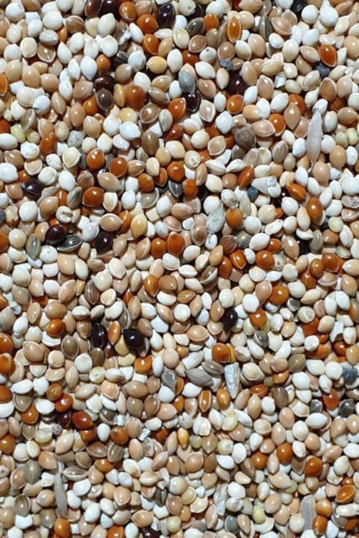 pupa kaliteli luks ozel karisik muhabbet kusu yemi 5 kg fiyati yorumlari trendyol