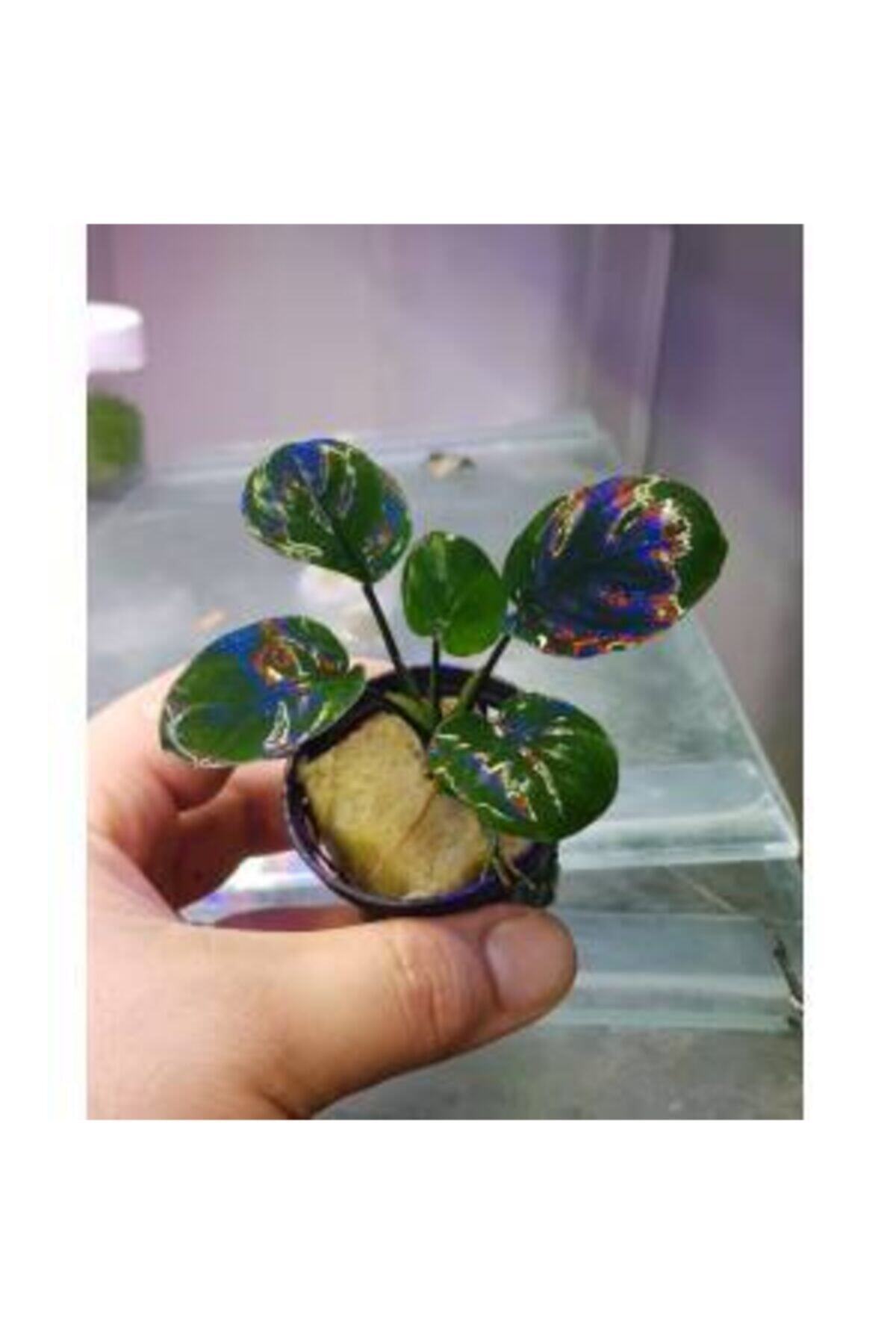 TROPİKAL Anubias Barteri Var Petite 1 Ad