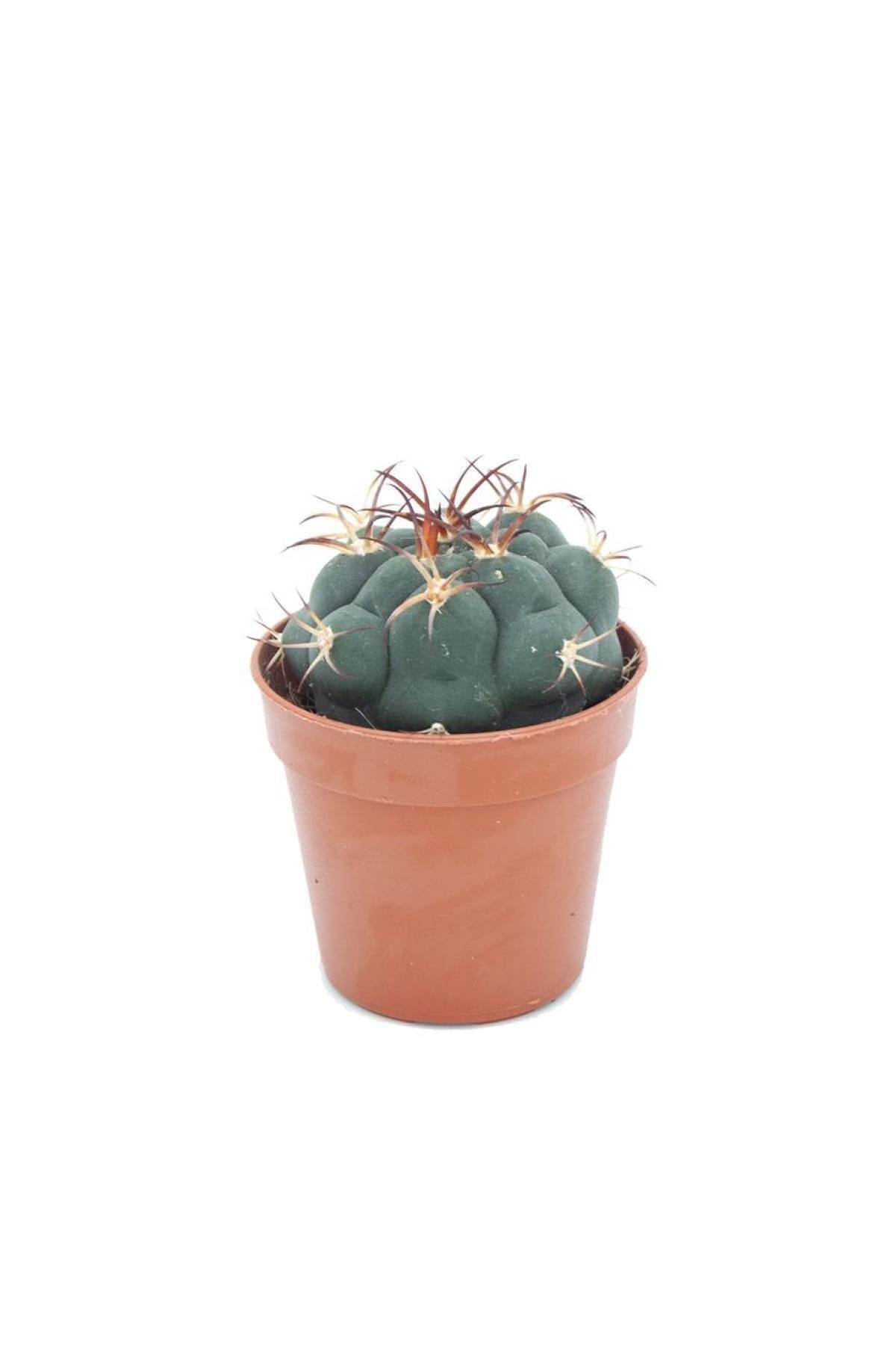 SFF Moda Ithal Kaktüs Gymnocalycium Saglionis 5 5cm