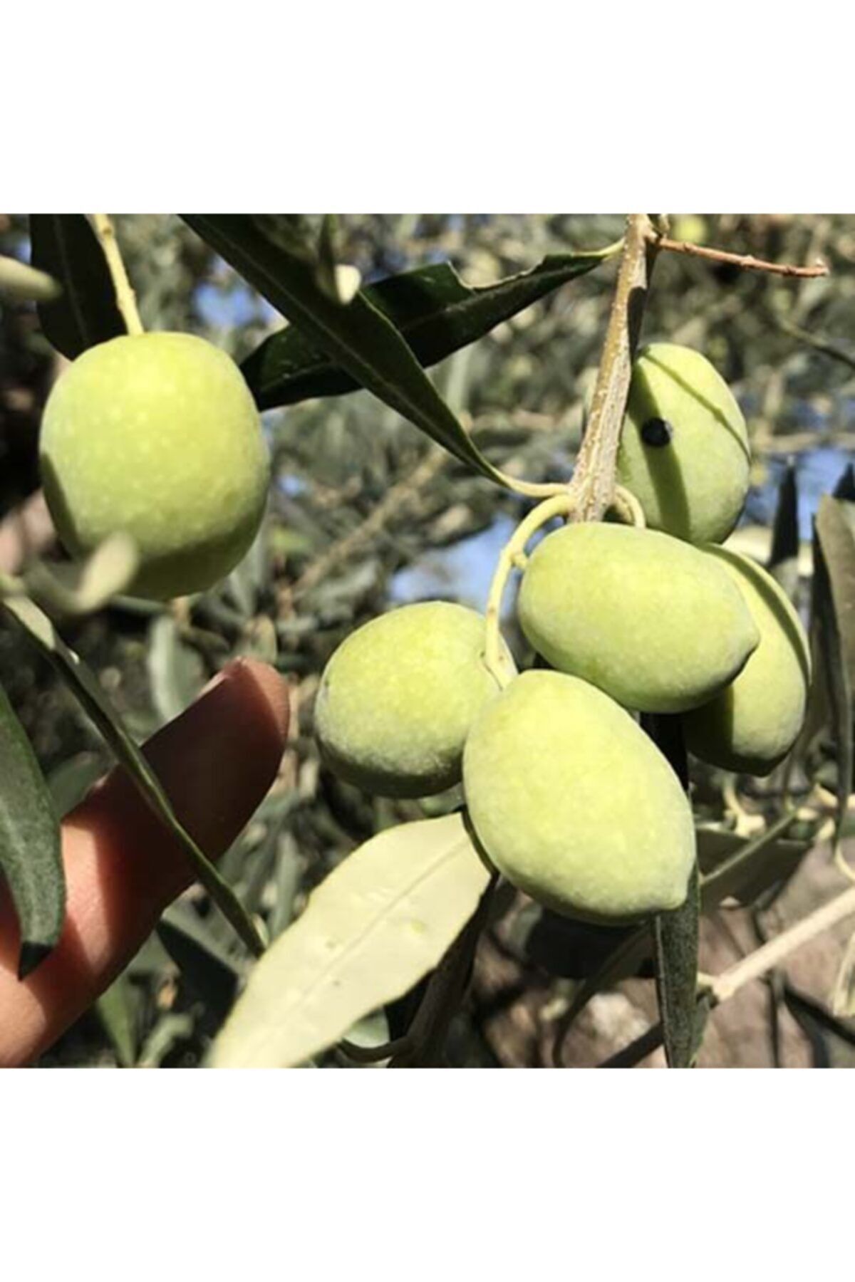 Ucuzluk Diyarı Memecik Zeytin Fidanı Tüplü 2 Yaş Ve 1metre Boydur Garantildir