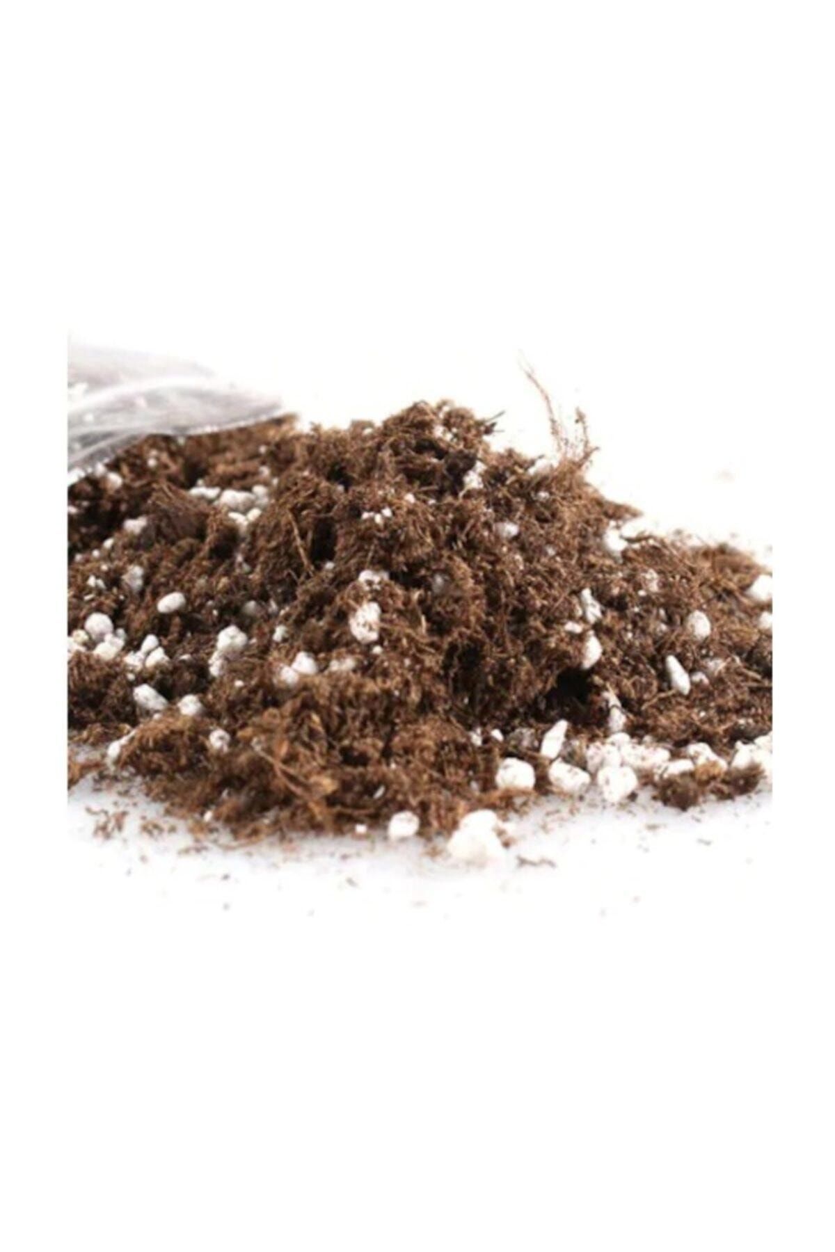 Tohumcumm 1 Litre Bonsai Ağacı Toprağı + Sürpriz Hediye Tohum