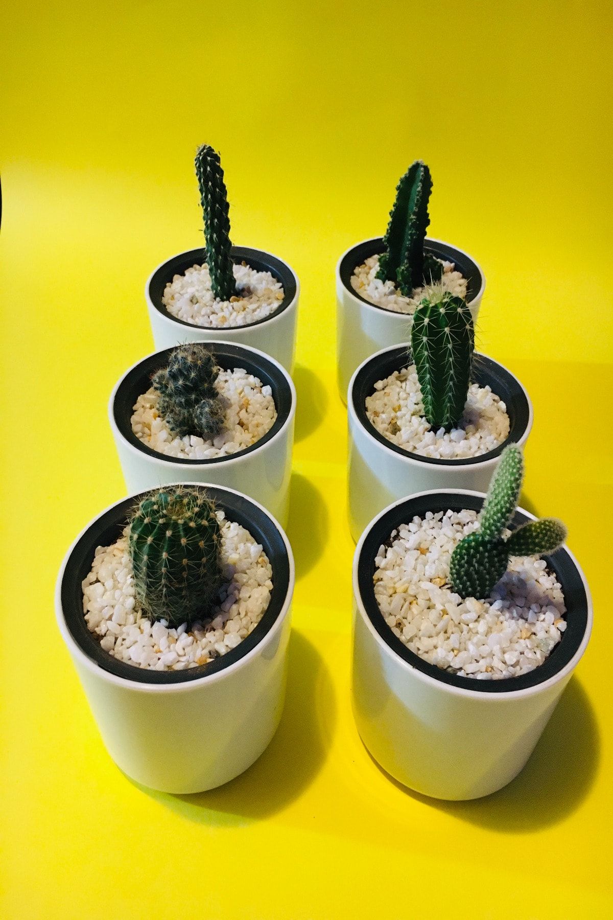 Smyrna Botanic Kaktüs Karışık Set 6'lı