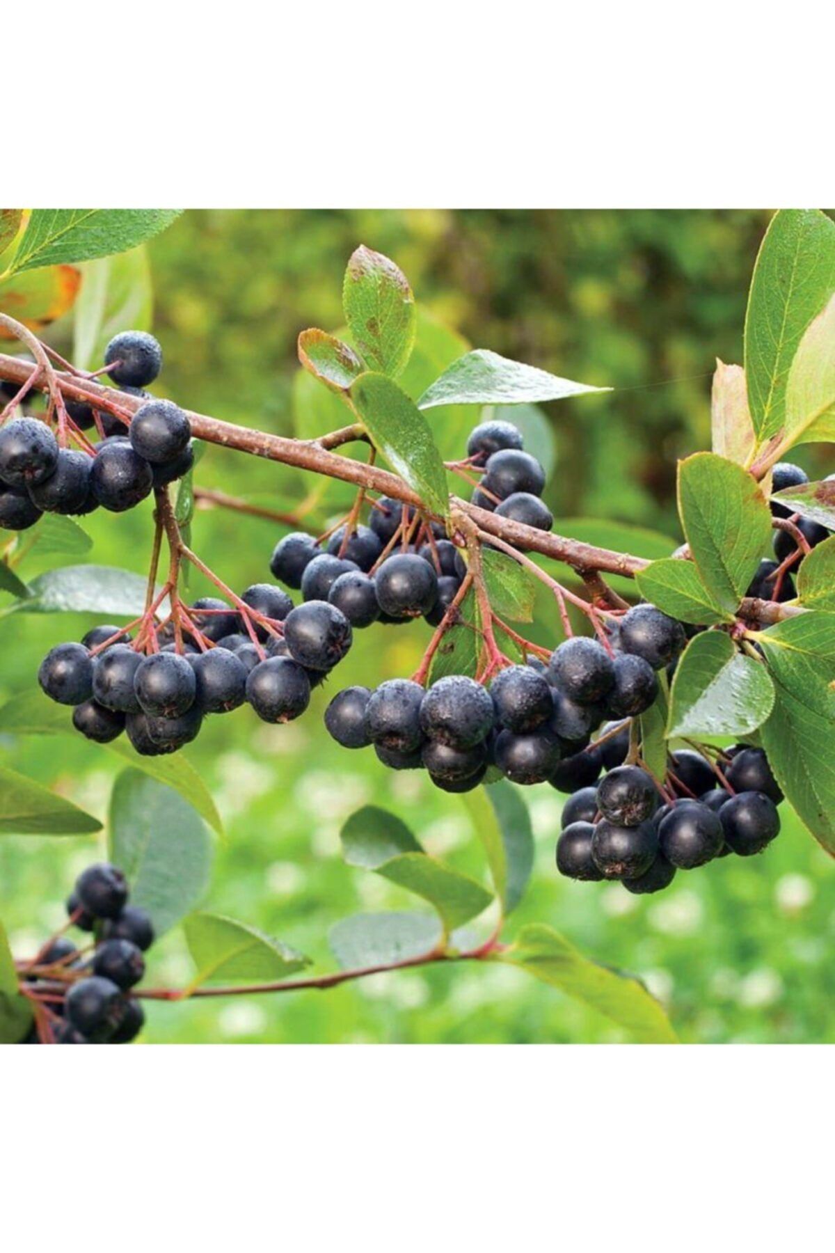 Tunç Botanik Aronya Fidesi 10 Adet