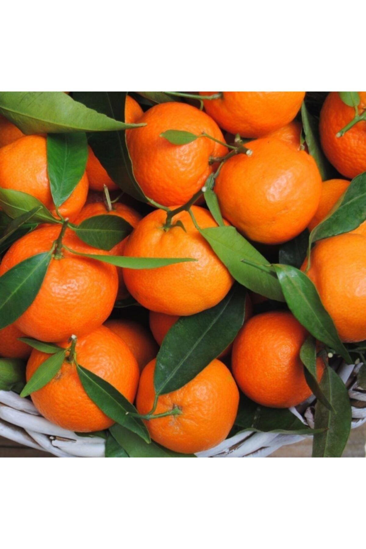 EvveBahce Tüplü Aşılı Çok Verimli Çekirdeksiz Okitsu Mandalina Fidanı