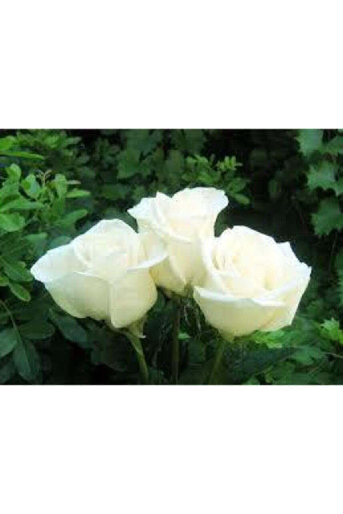 YAYLA TARIM 3 Adet Gül Fidanı ( Beyaz Renk )