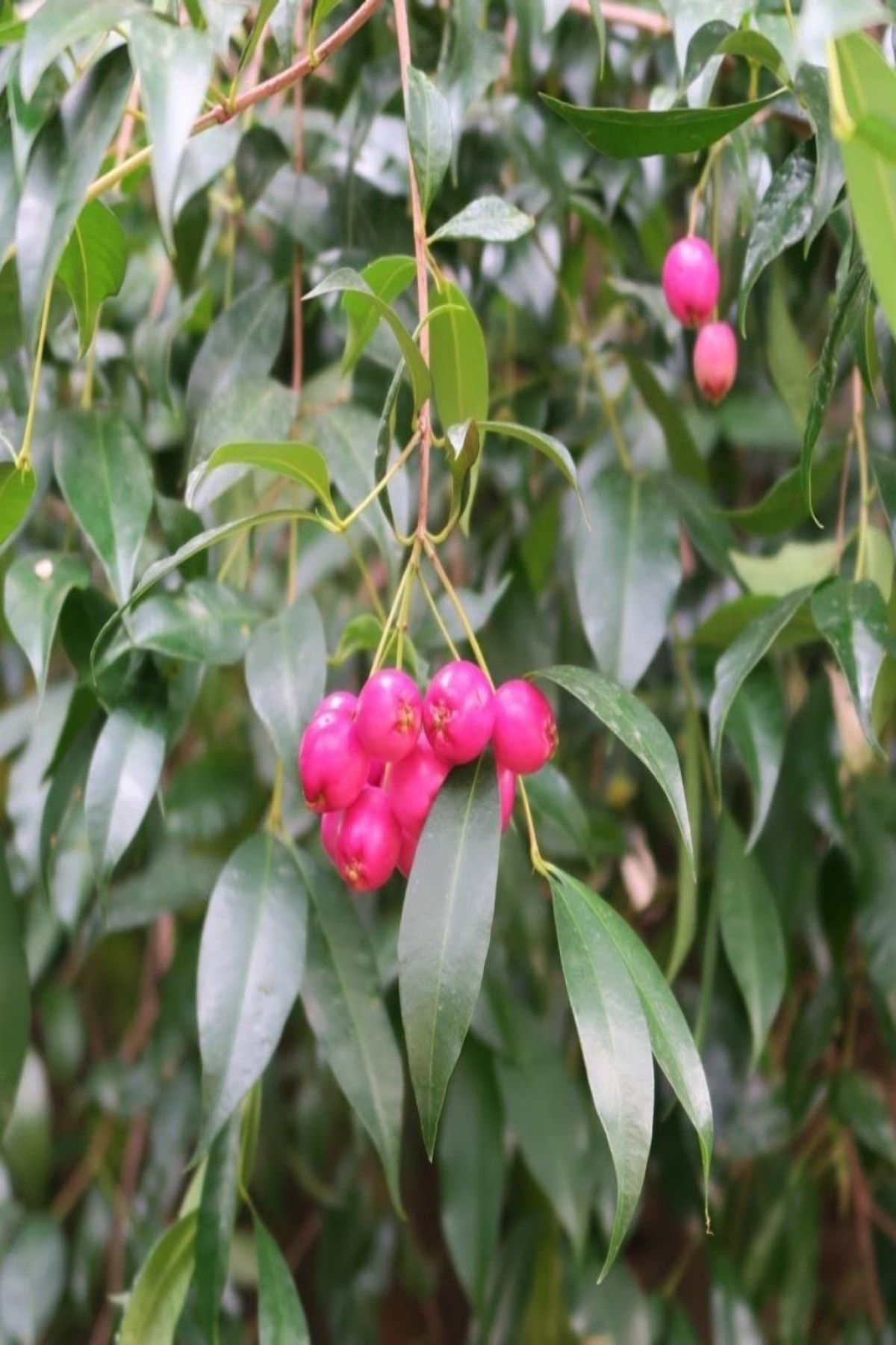 EvveBahce Tüplü Herdem Yeşil Eugenia Myrtifolia Avustralya Fırça Kirazı  Fidanı