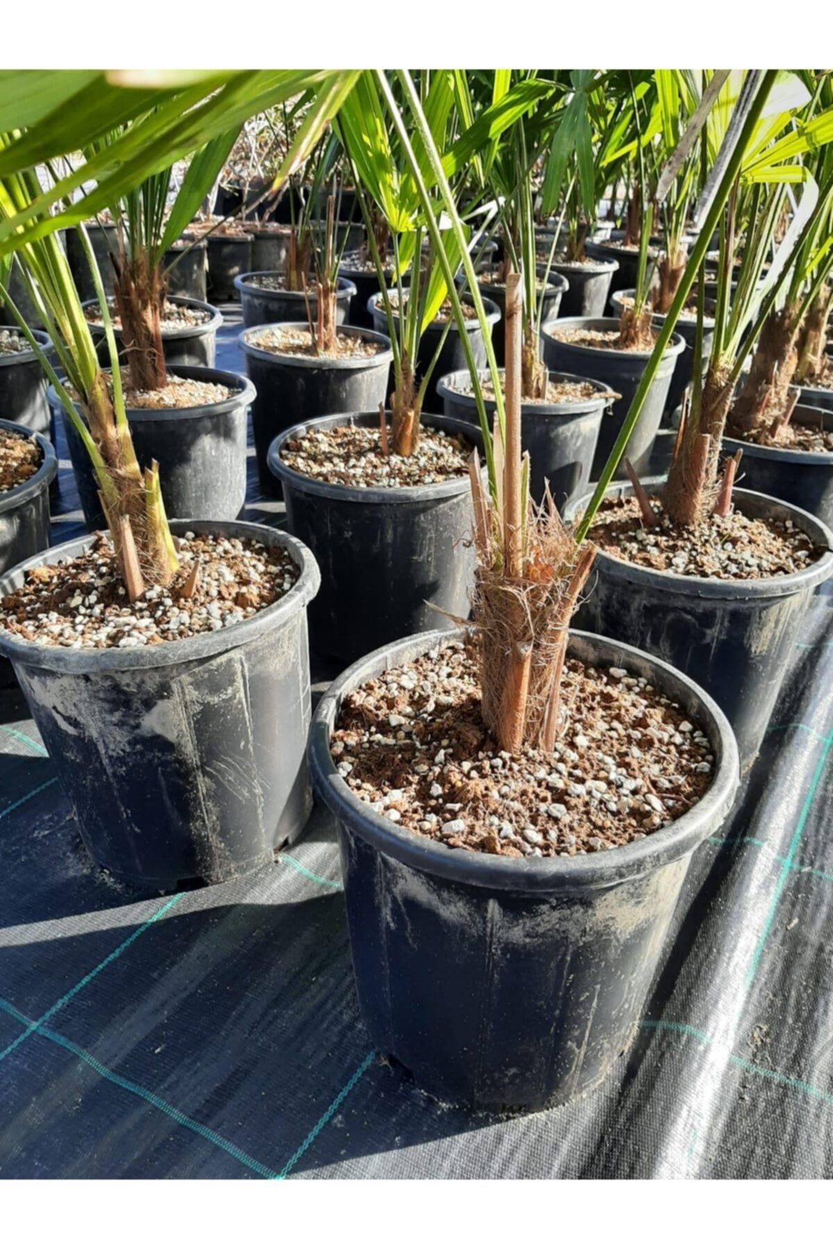 Enfidan Chamaerops Excelsa Tüylü Palmiye 80 100 cm