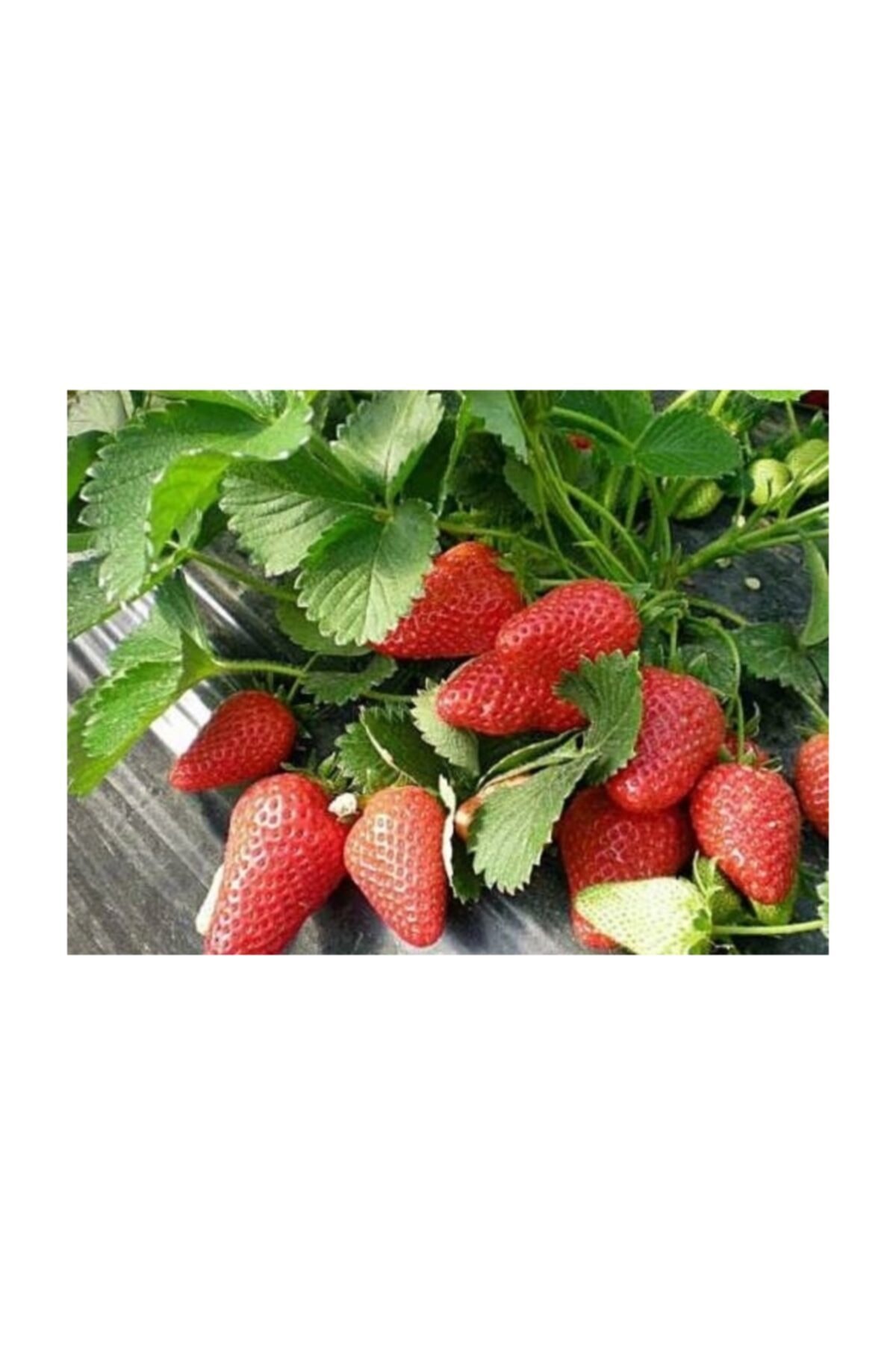 tohhum yediveren cilek tohumu saksi toprak seti fiyati yorumlari trendyol