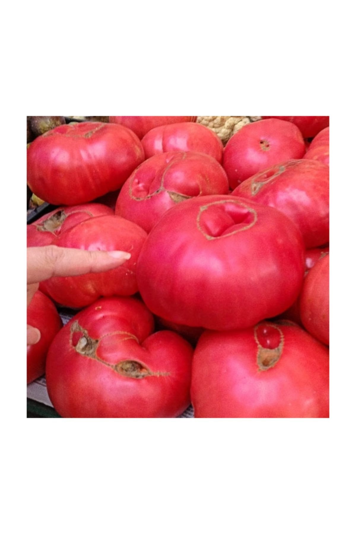 tohhum Pembe Dev Bulgar Domatesi