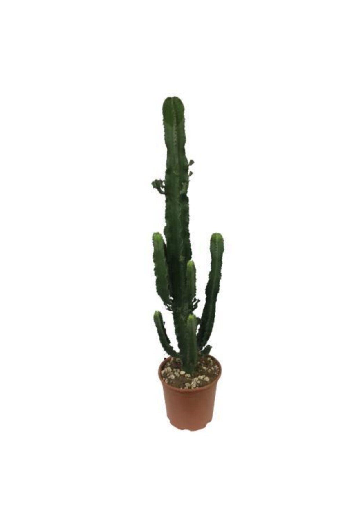 Armen Botanik Büyük Boy Kovboy Kaktüs - Euphorbia Ingens (100 Cm)