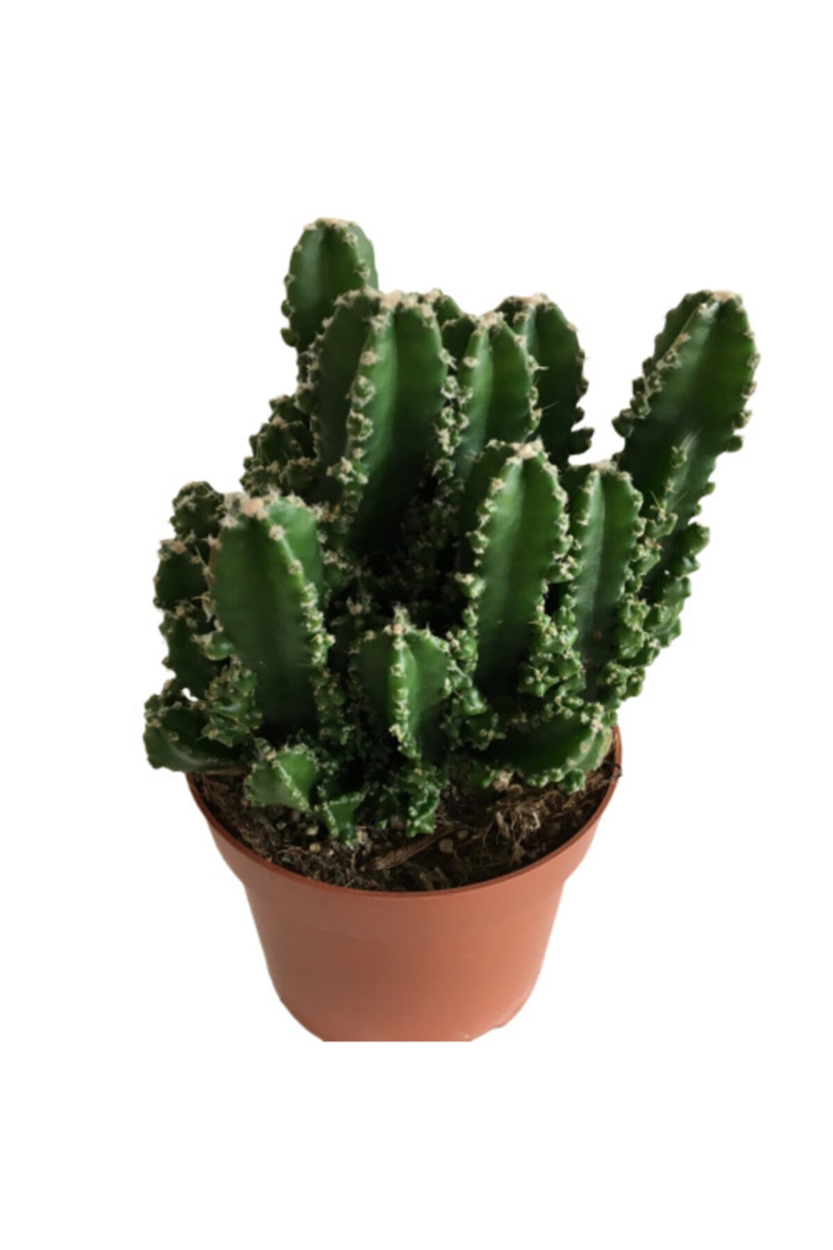 Armen Botanik Ithal Çoklu Cereus Kaktüs
