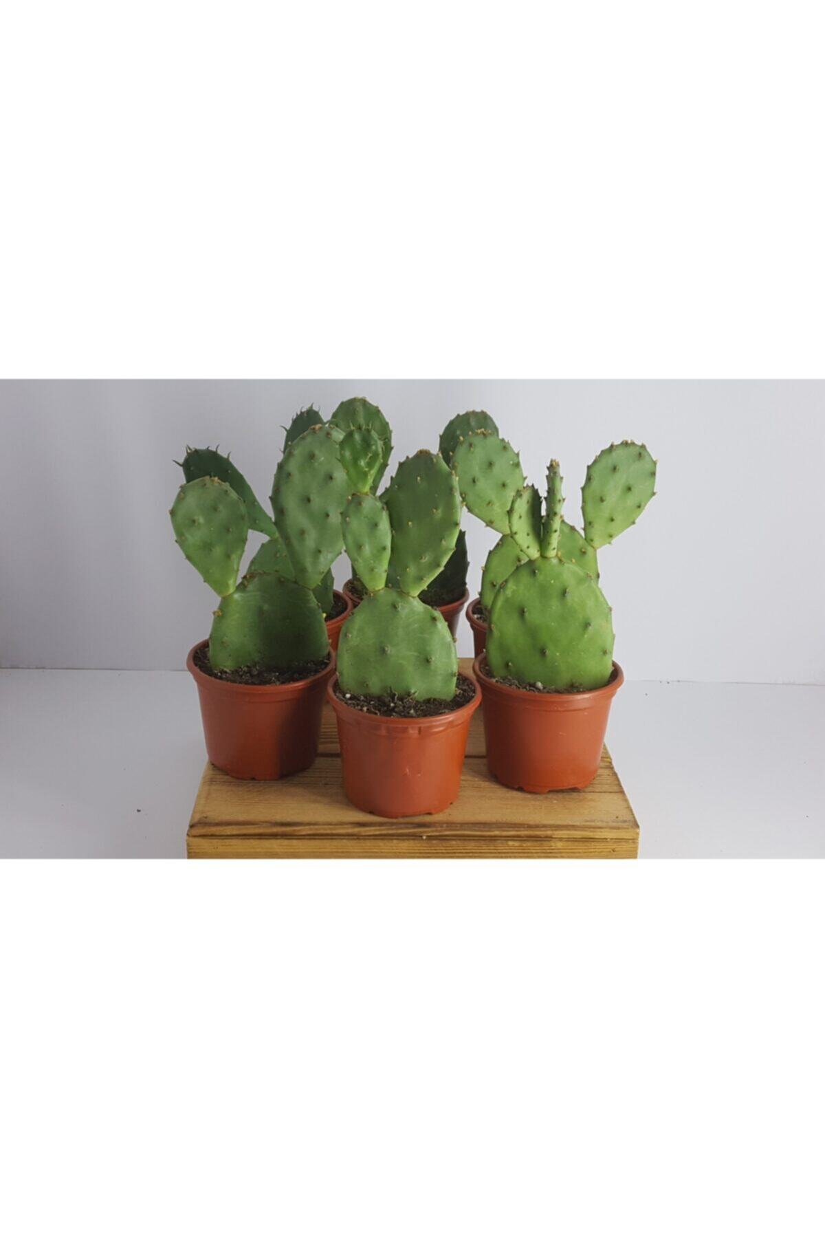 Aysima Çiçekevi Opuntia Ithal Kaktüs Tavşan Kulağı Kaynana Dili 8 Cm Saksıda