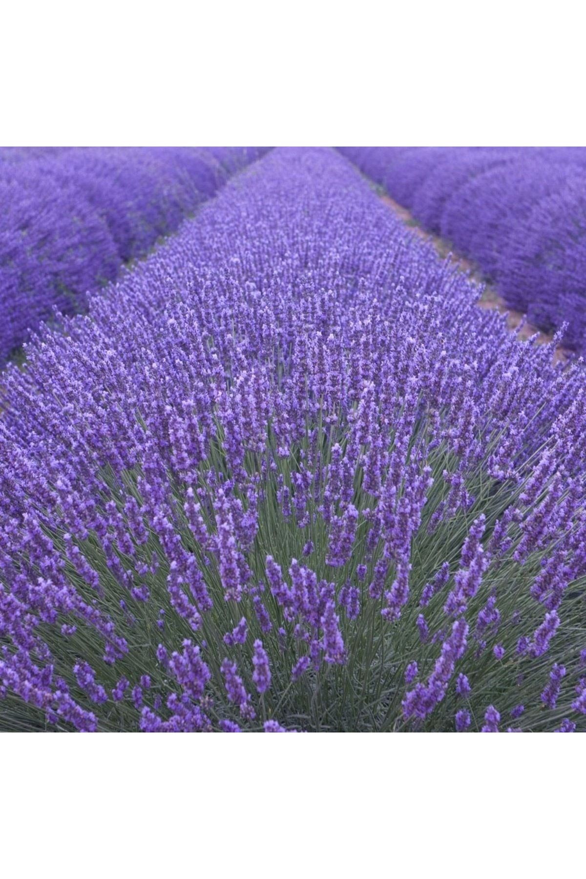 ADA TARIM 950 Adet Lavanta Açık Kök Angustifolia Fidanı Fidesi