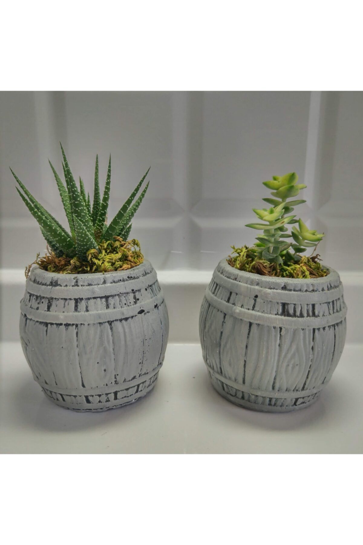 EYLÜL SUKULENT Fıçı Model Saksılarda Canlı Sukulentler 8 Cm