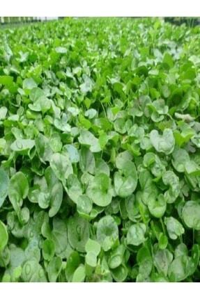 Dichondra Repens Fare Kulağı Çim Tohumu 1kg Image 0