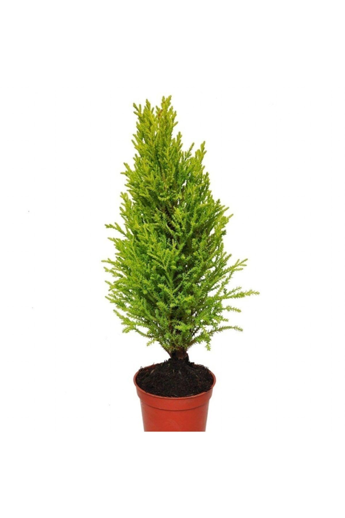 TacirDepo Limoni Servi (cupressus Macrocarpa) Fidanı (10/50 Cm)-10 Adet