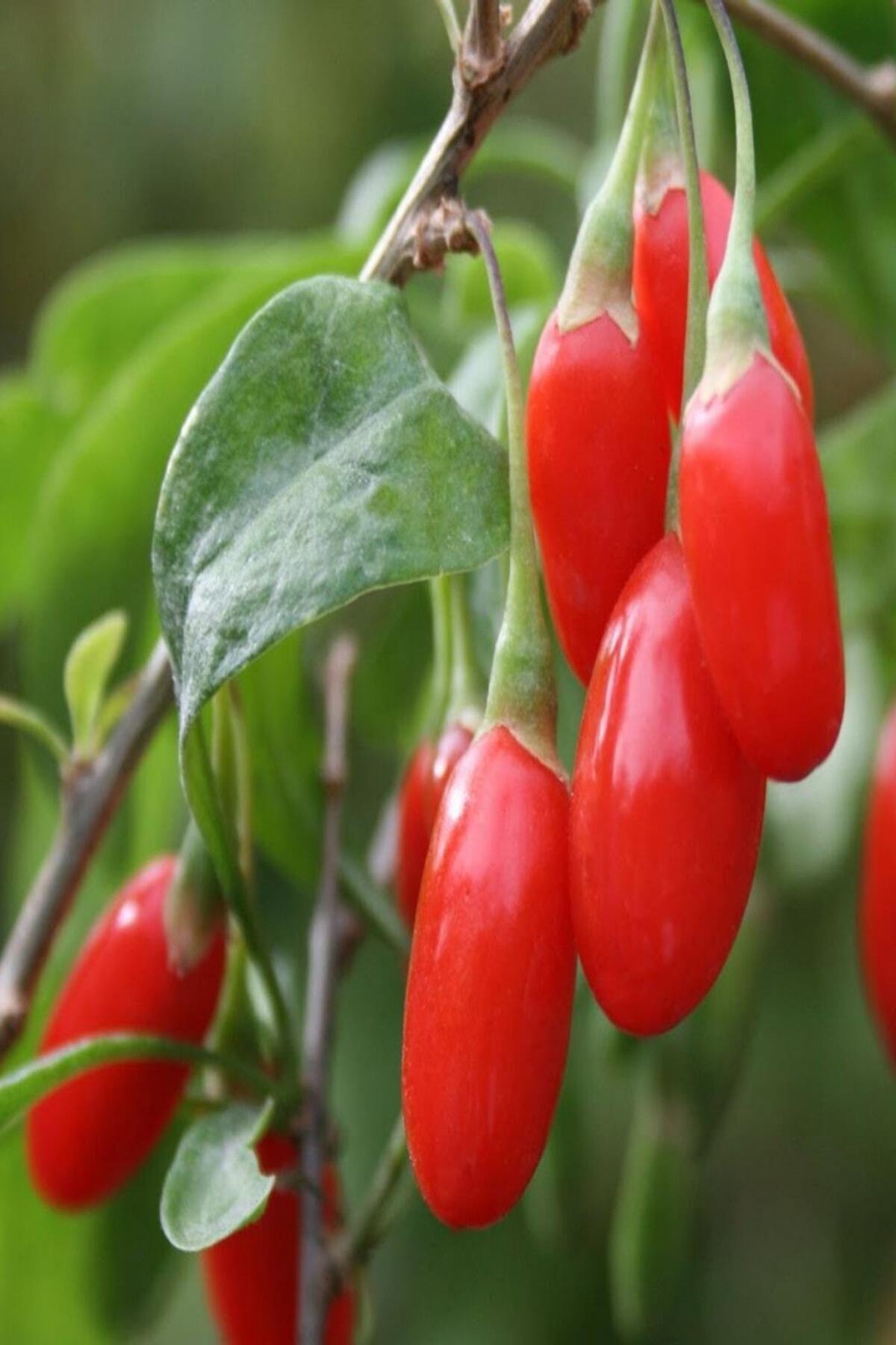 EvveBahce Tüplü Şifalı Goji Berry (Kurt Üzümü) Fidanı