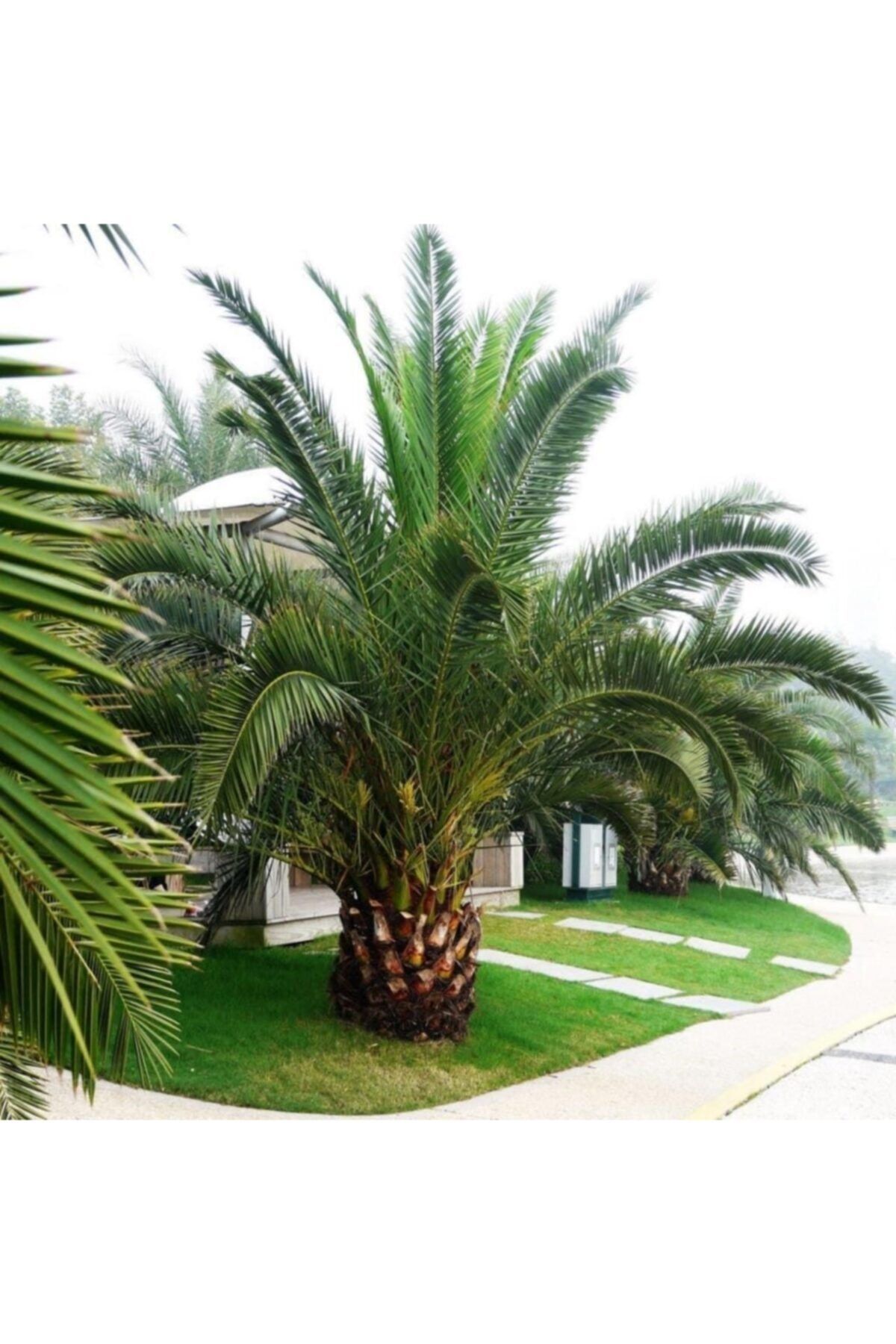 EvveBahce Phoenix Canariensis Palmiyesi Fidanı (80-120 Cm)