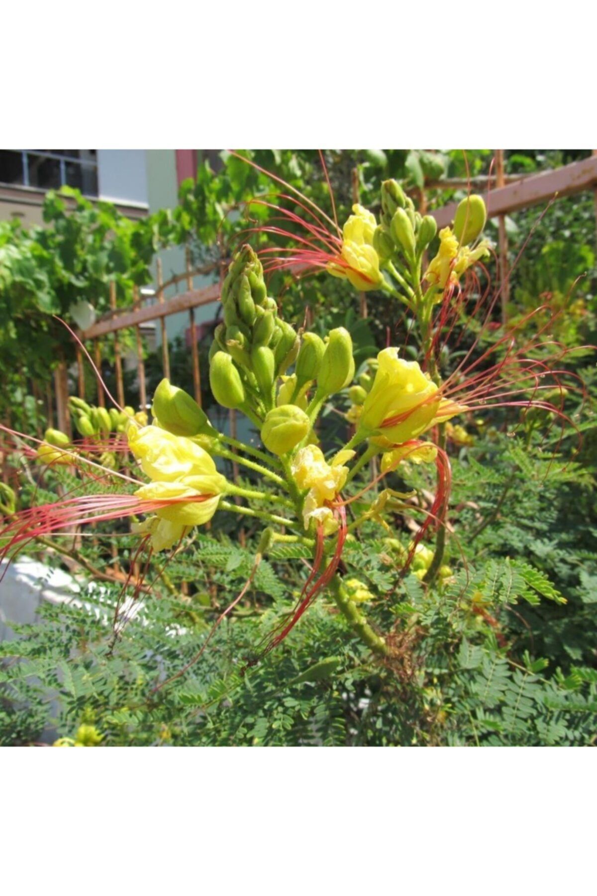 EvveBahce Tüplü Paşa Bıyığı (Poinciana Gillessii) Fidanı