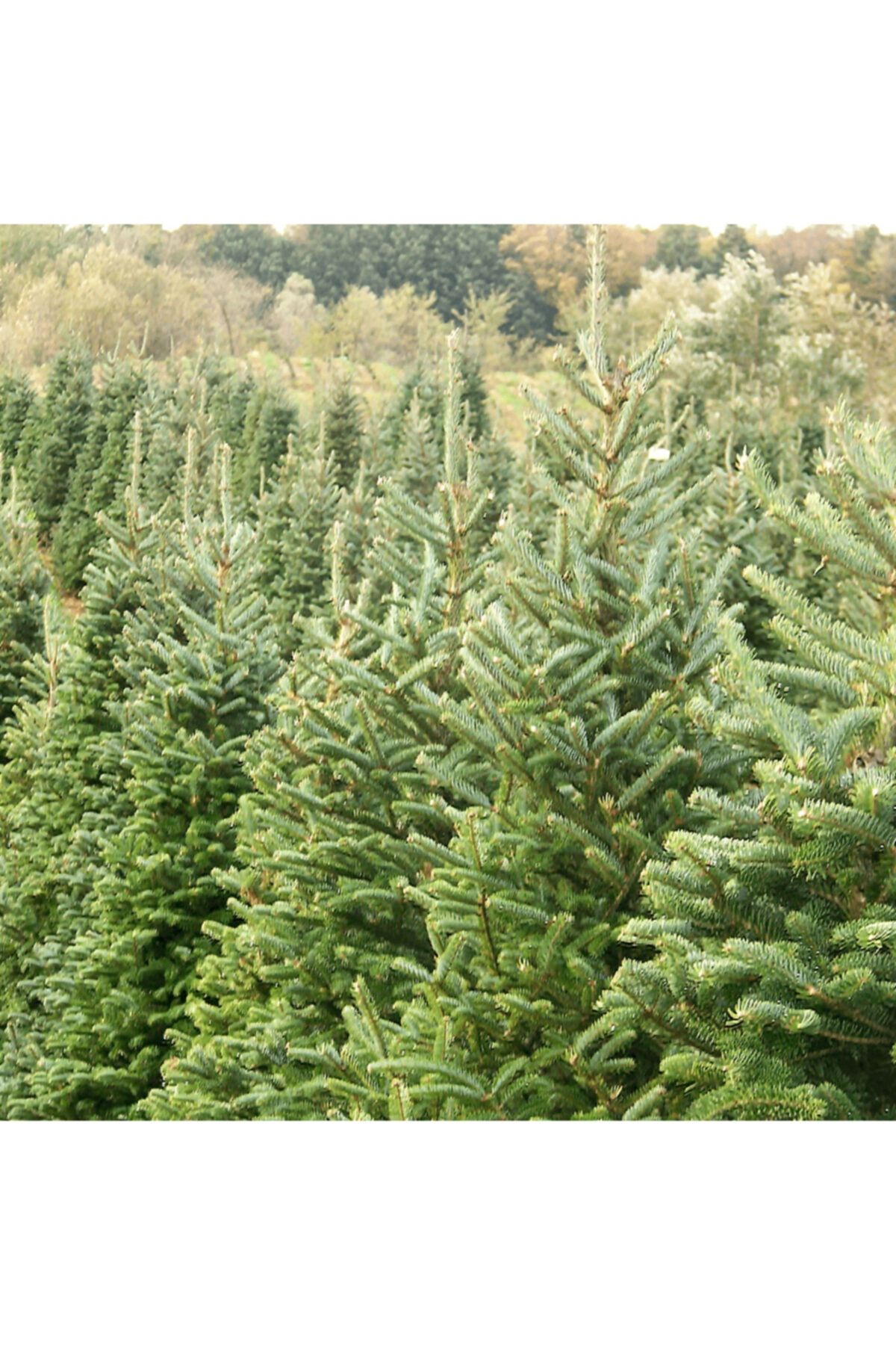 fidanistanbul Abies Nordmanniana Doğu Karadeniz Göknarı, +100 Cm, Saksıda